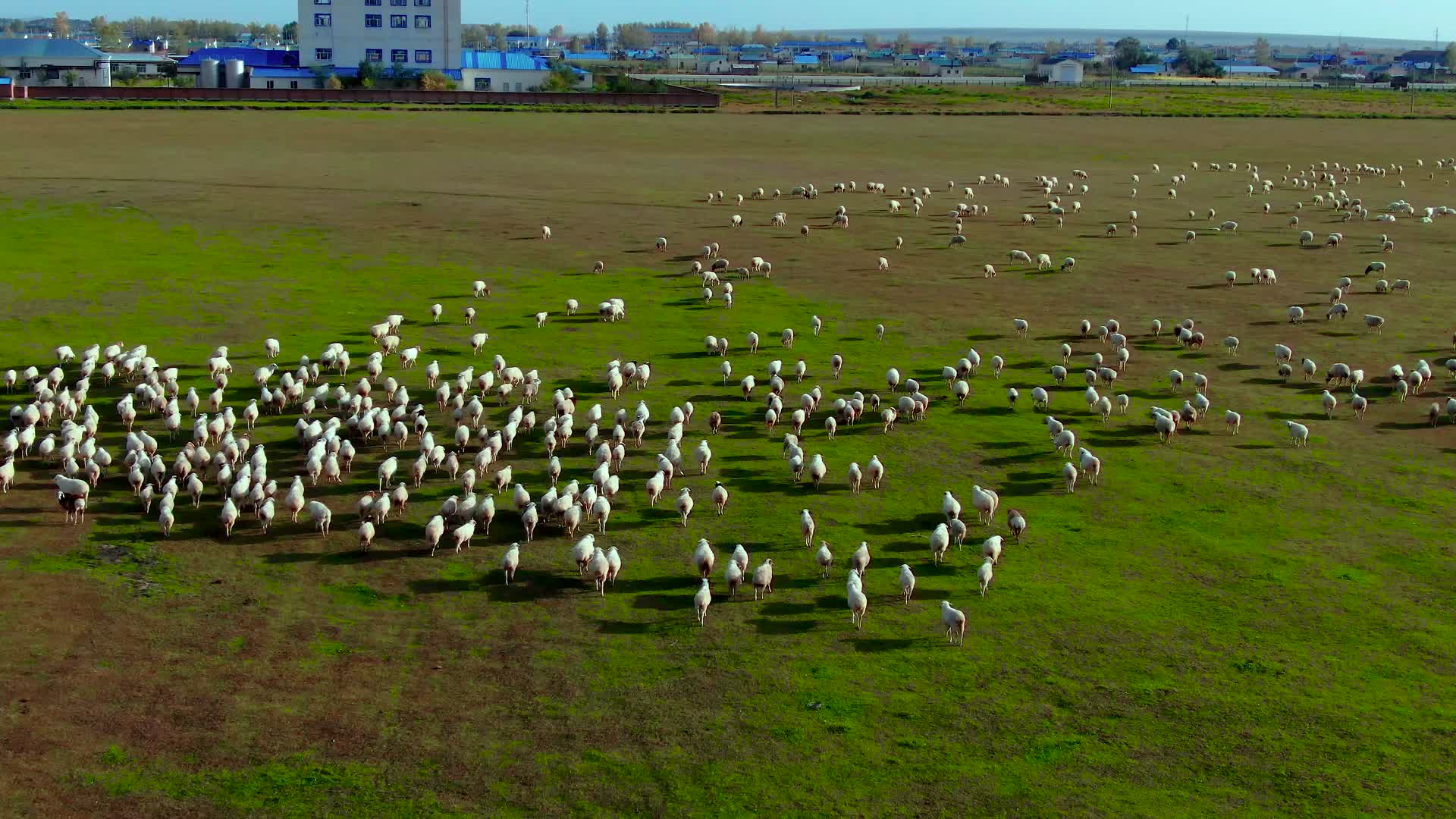 4K航拍草原上羊群视频的预览图