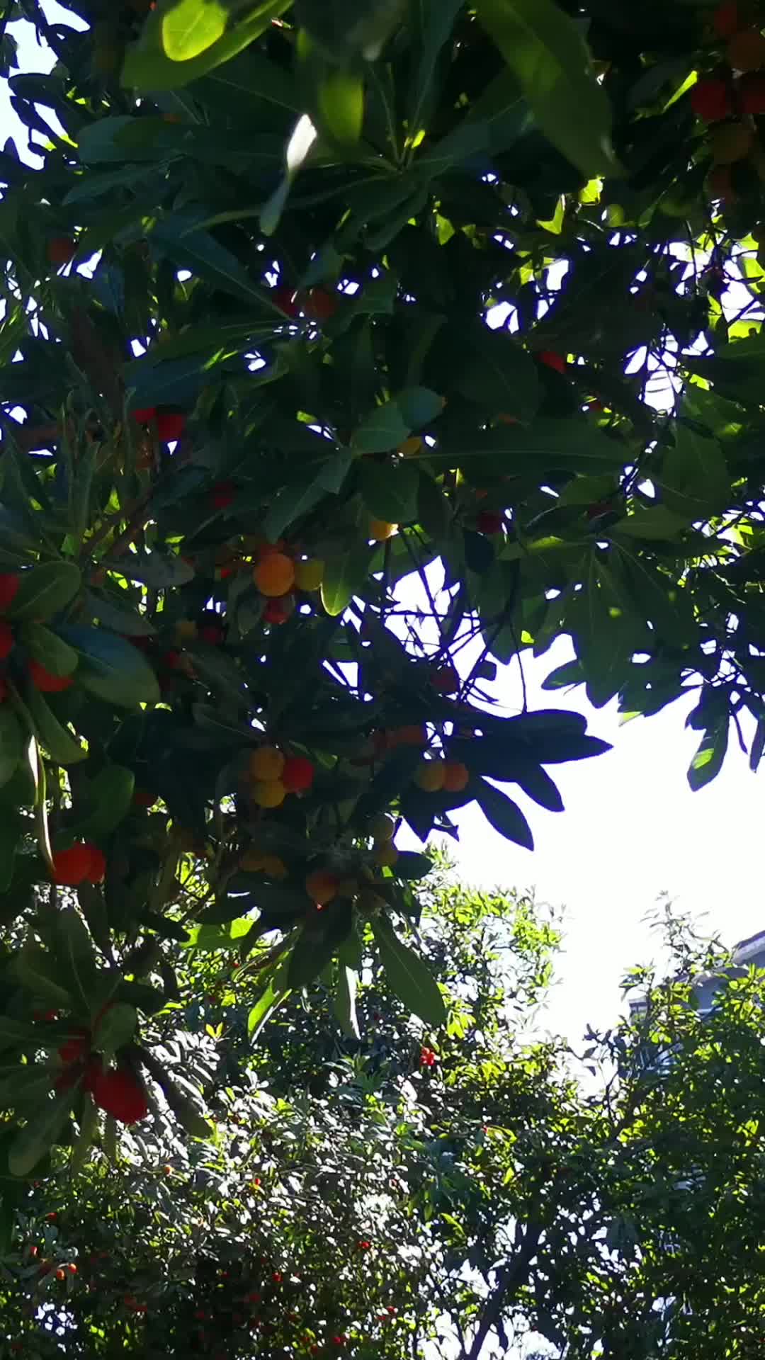 水果树杨梅竖屏航拍视频的预览图