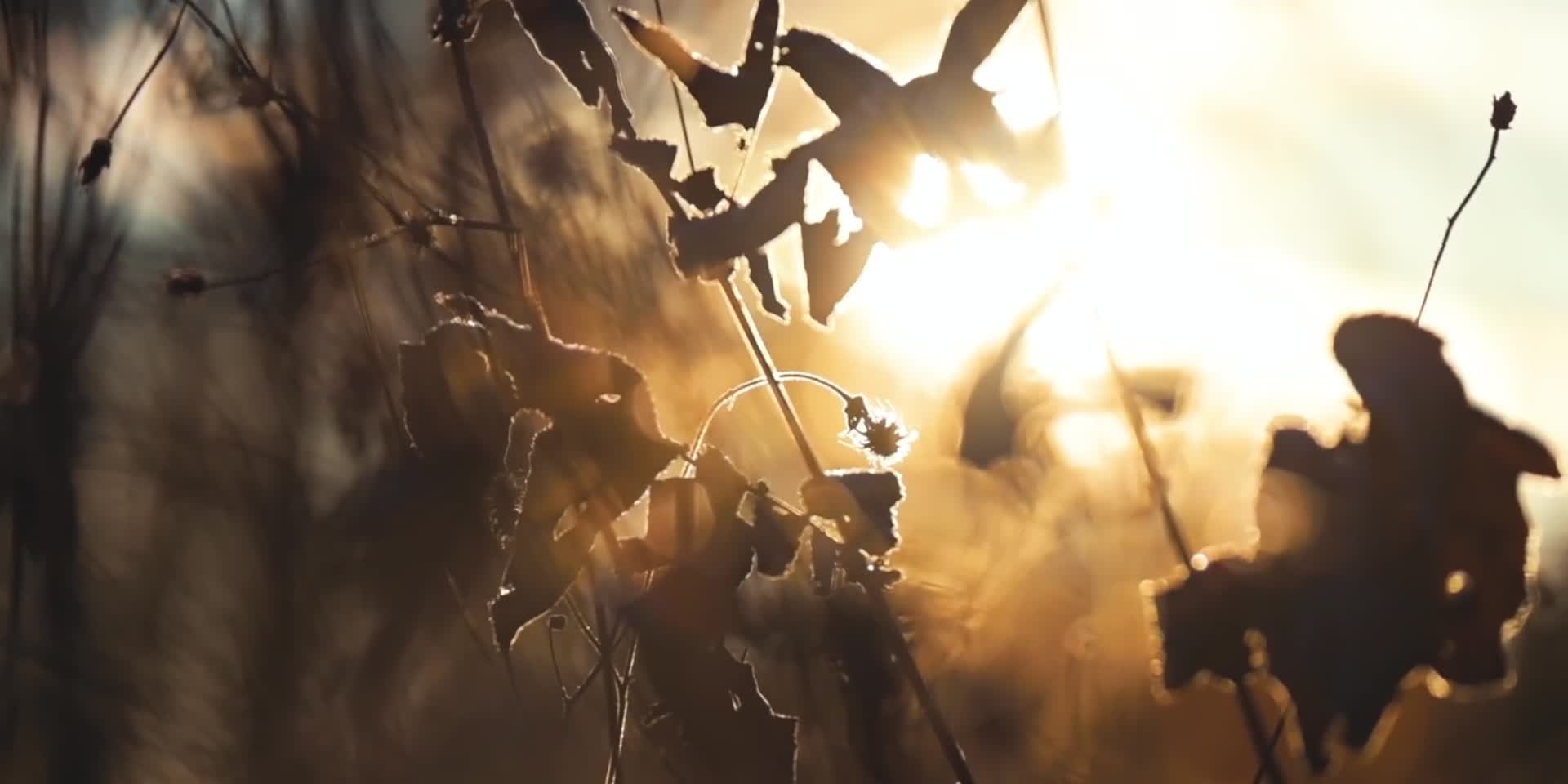 秋日温暖阳光森林树叶视频的预览图