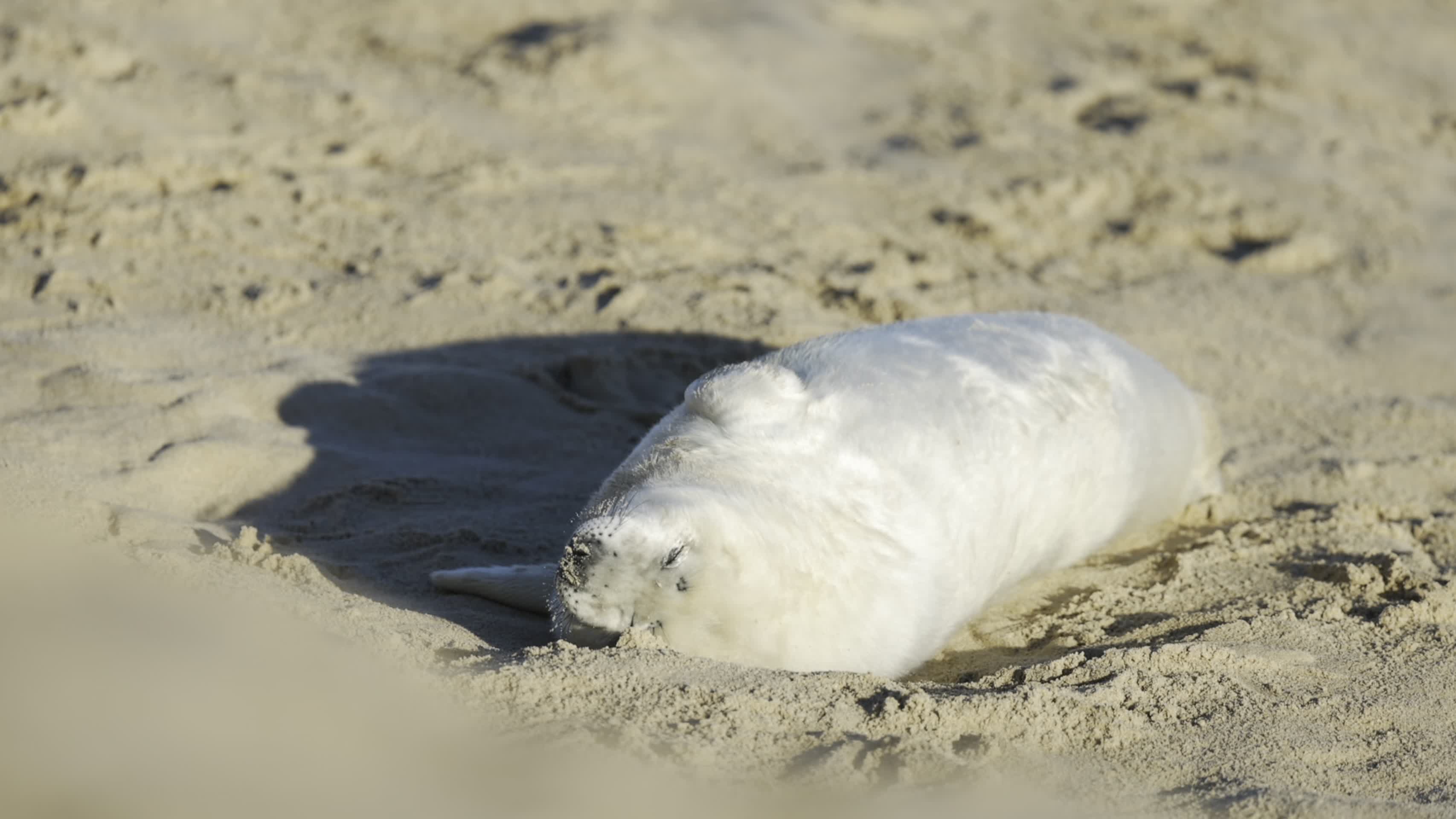海滩海豹幼崽睡觉玩耍视频的预览图