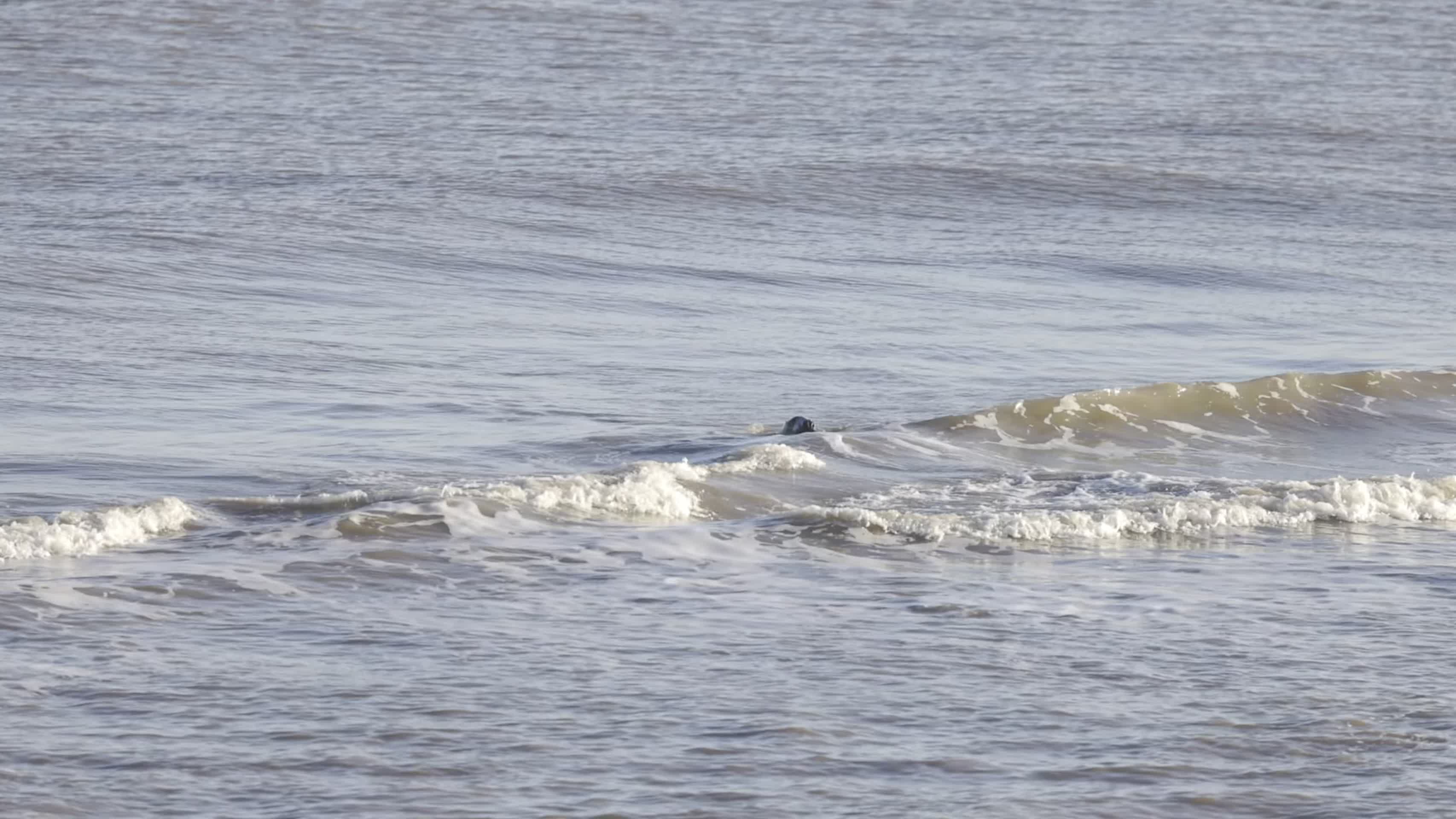 傍晚海滩海豹休息觅食视频的预览图