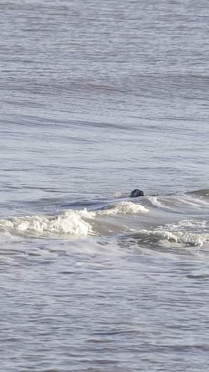 傍晚海滩海豹休息觅食视频的预览图