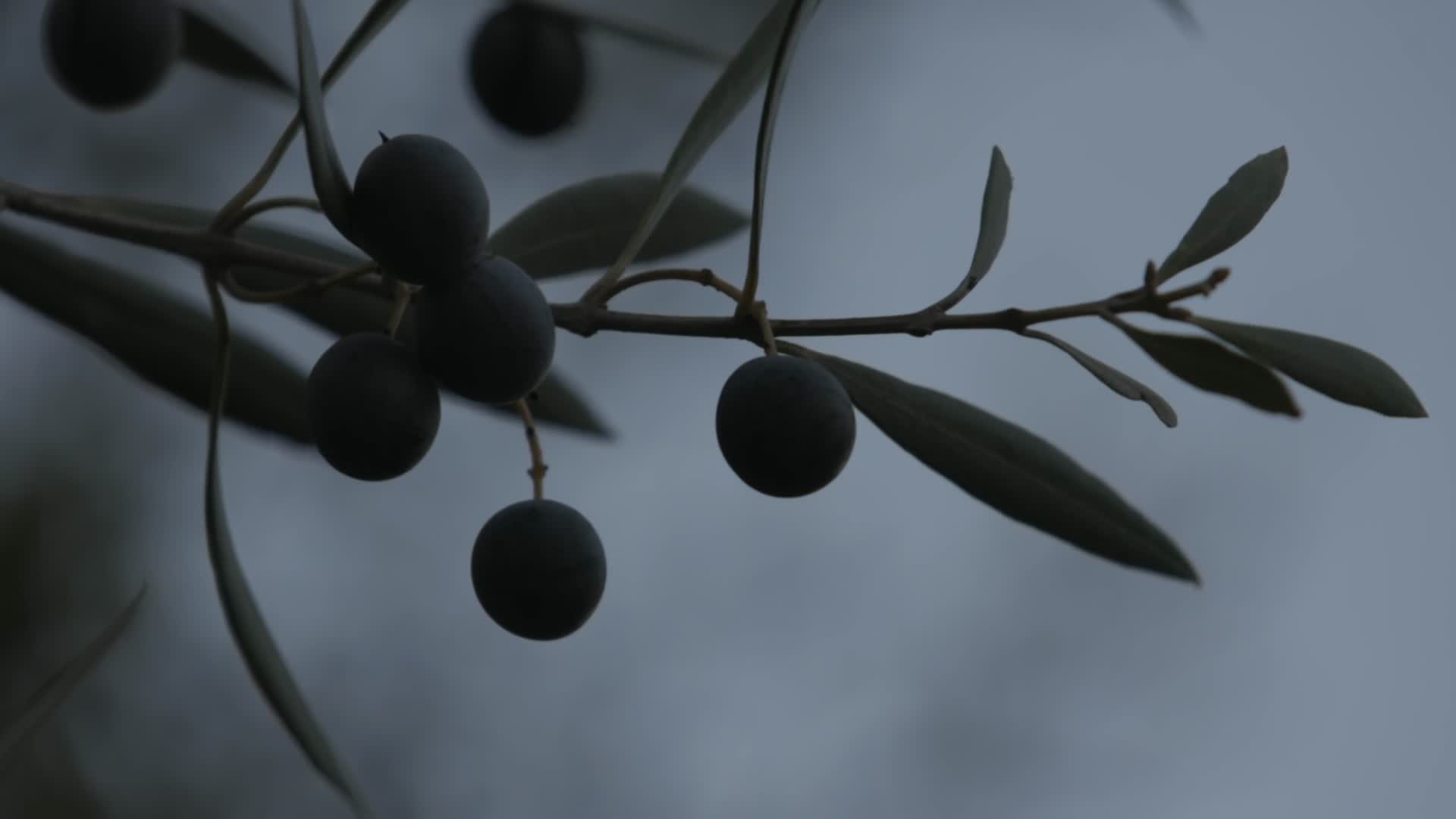 橄榄树黑橄榄视频的预览图