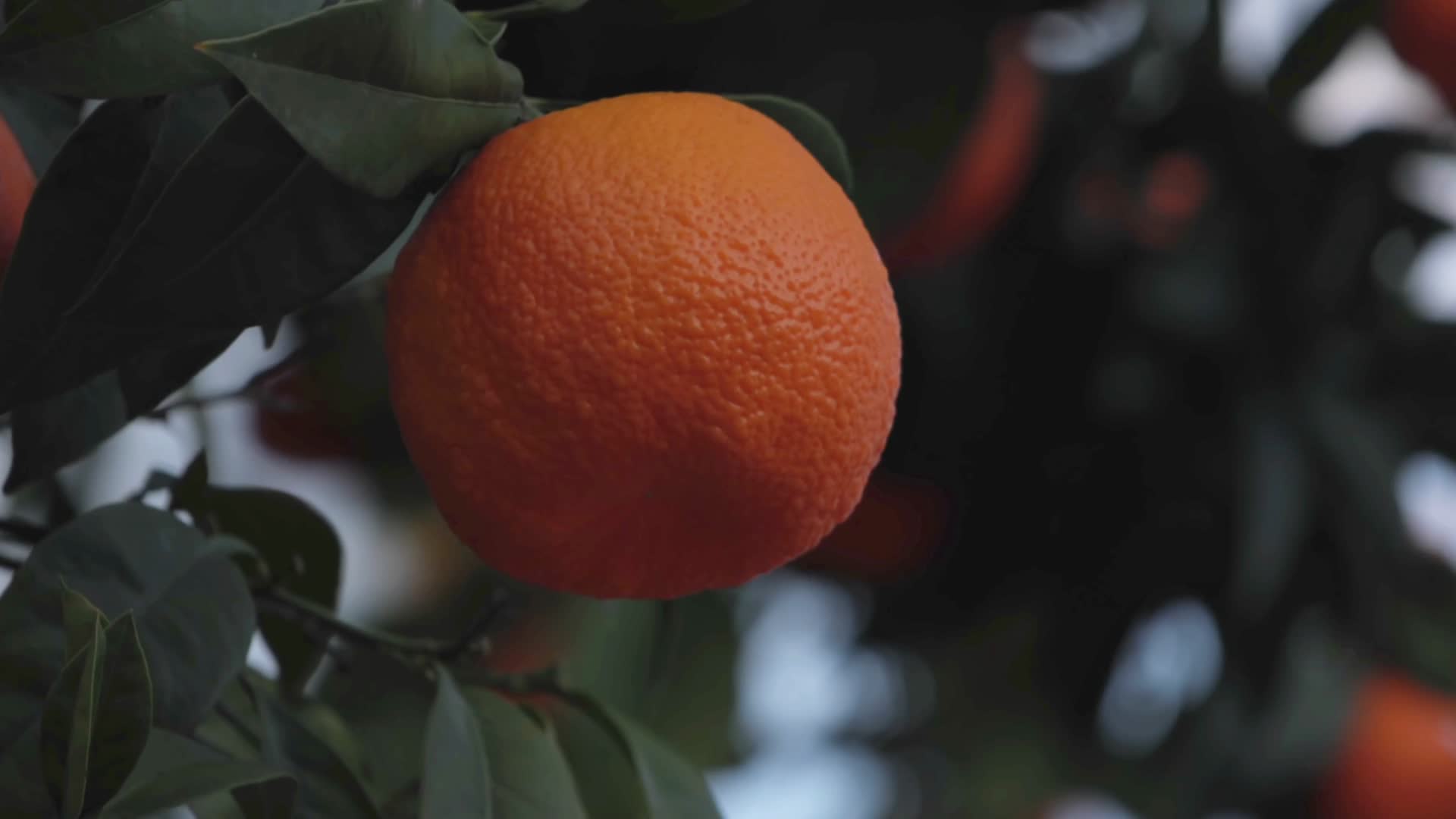 橘子树橘子红了视频的预览图