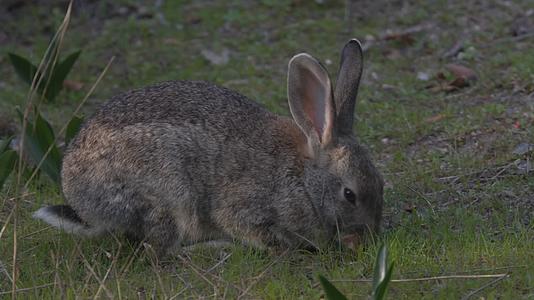 兔子草地上吃草觅食视频的预览图