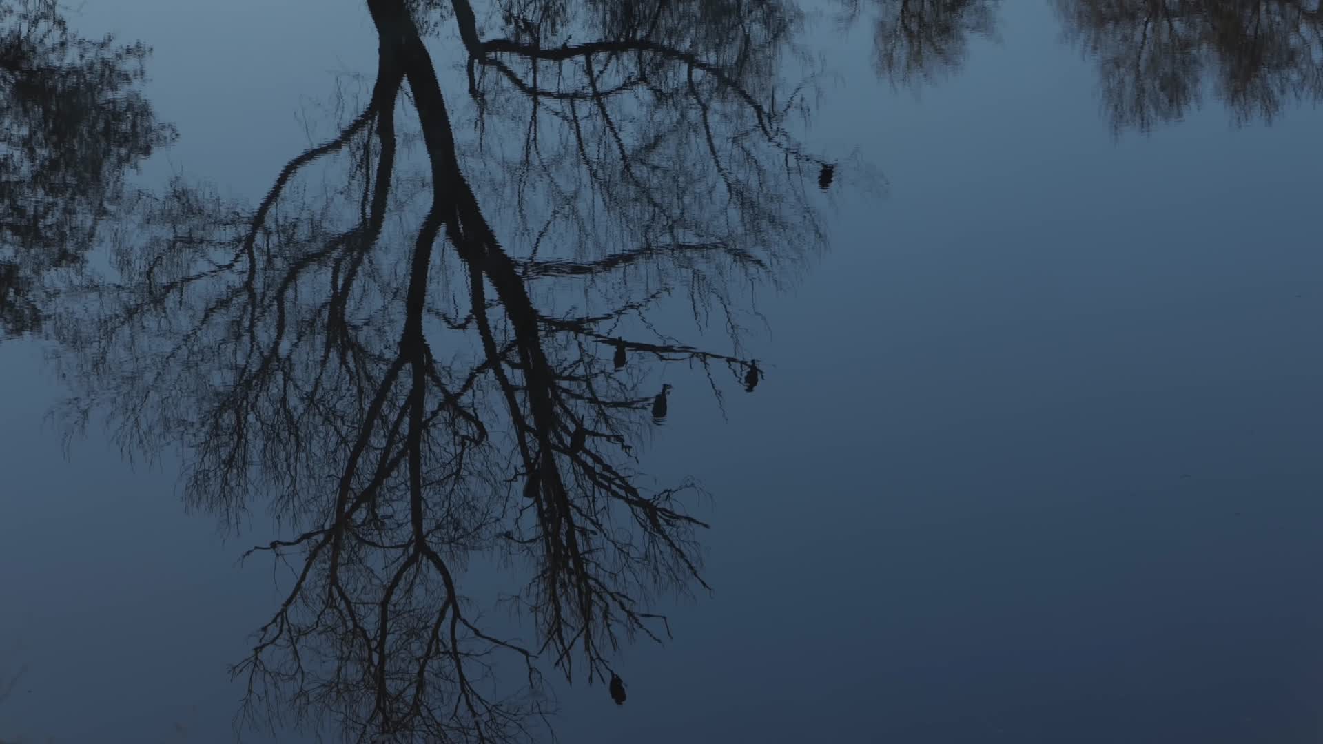 树枝水鸟湖面倒影视频的预览图