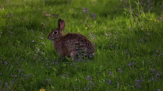 夏季兔子草坪上吃草视频的预览图