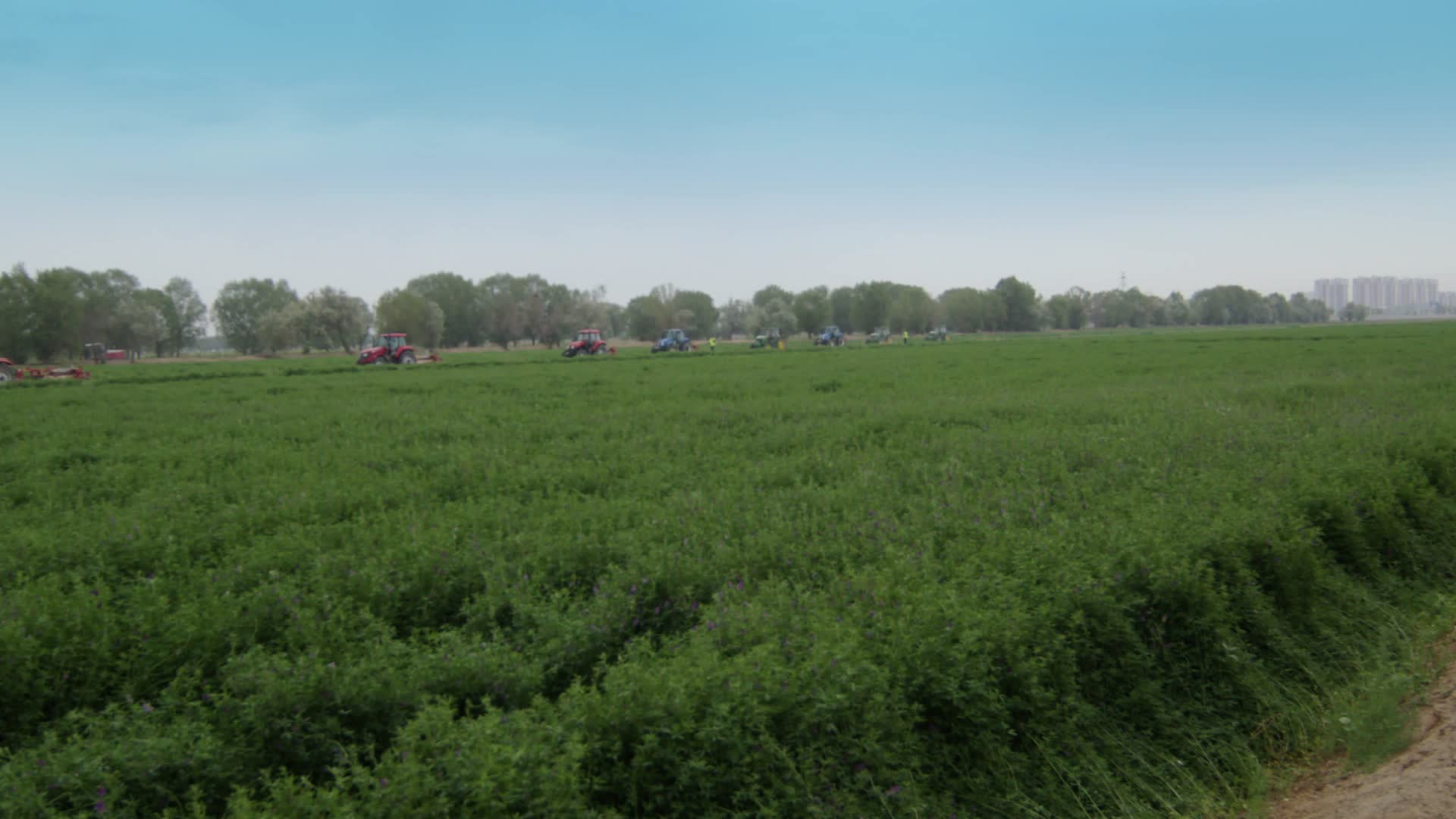 4K规模化收割牧草苜蓿丰收视频的预览图