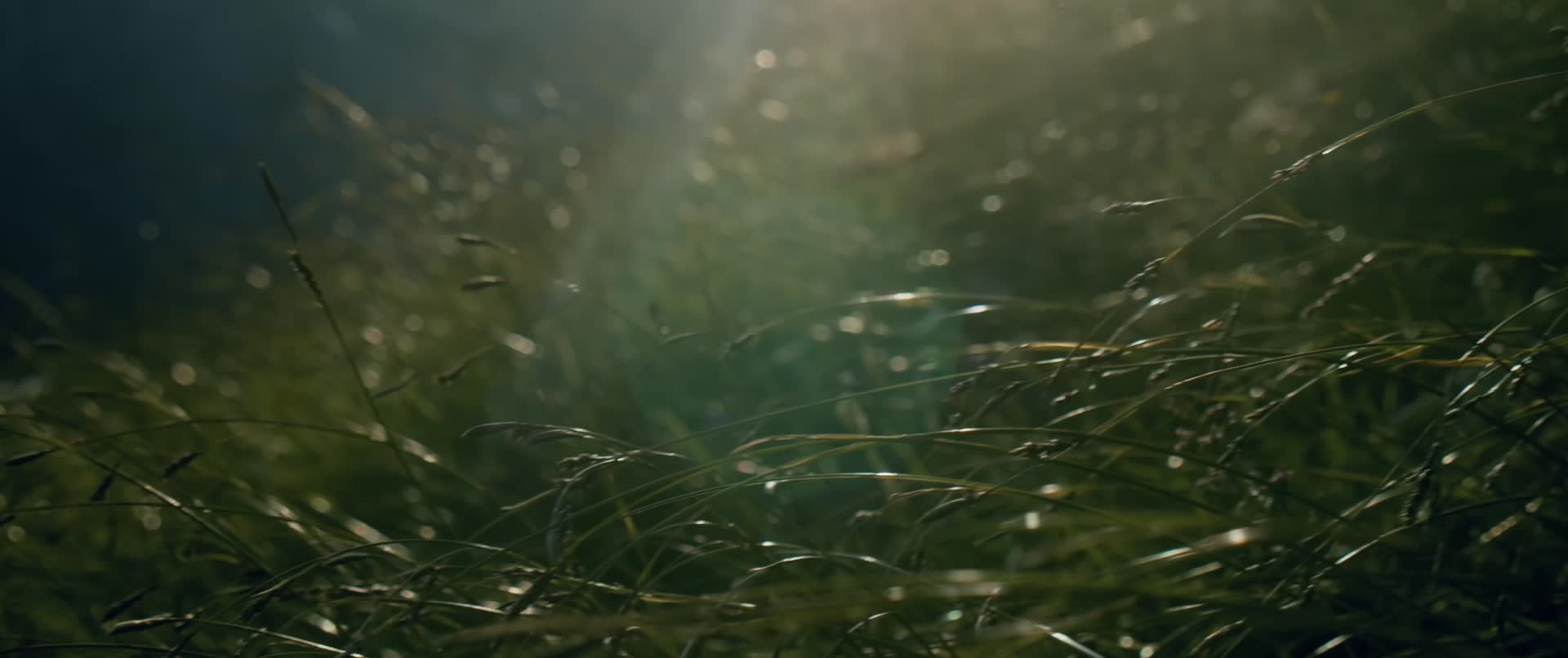 山间夕阳下的植物花草逆光视频的预览图