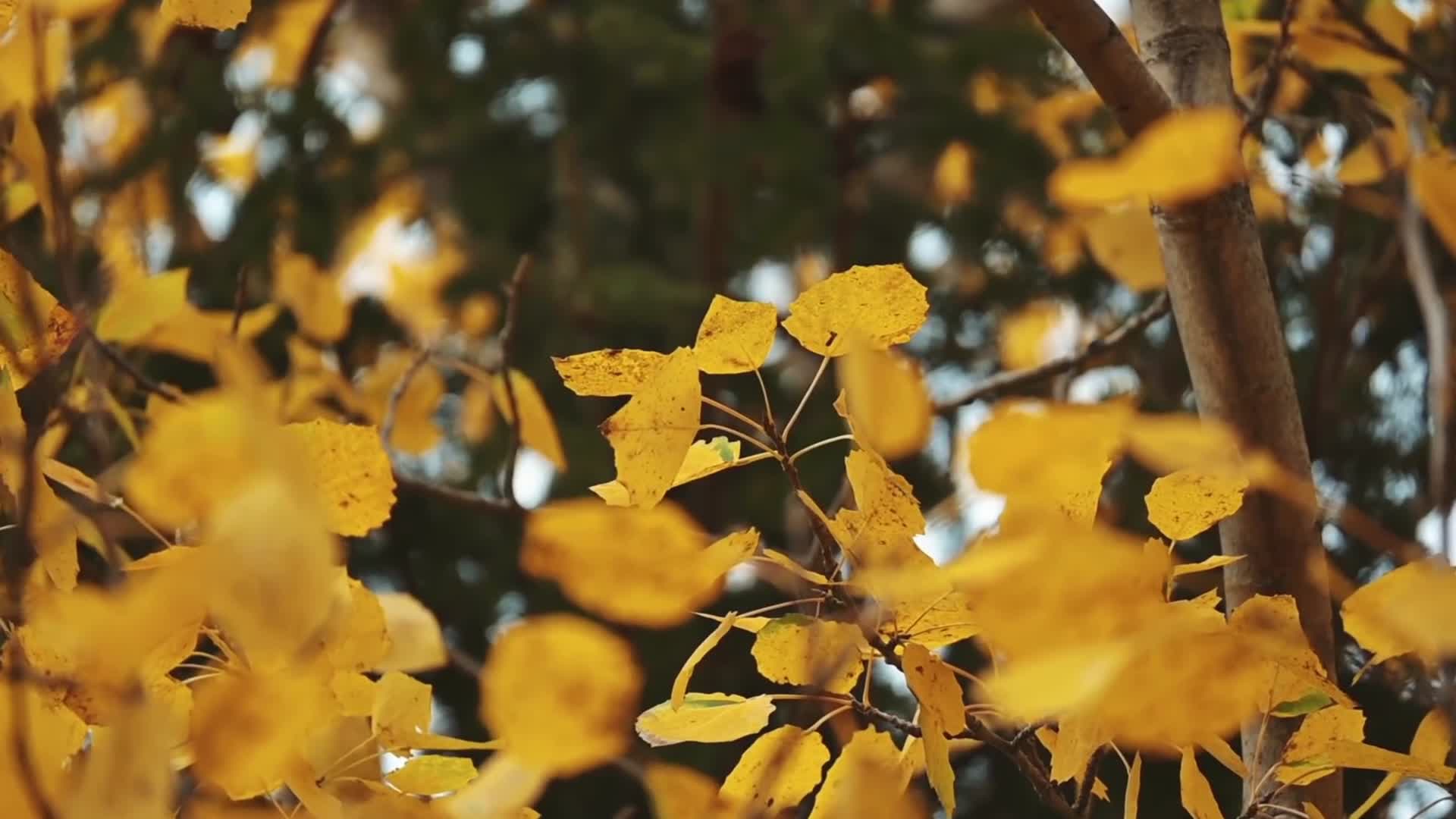 秋季森林金黄树叶合集视频的预览图