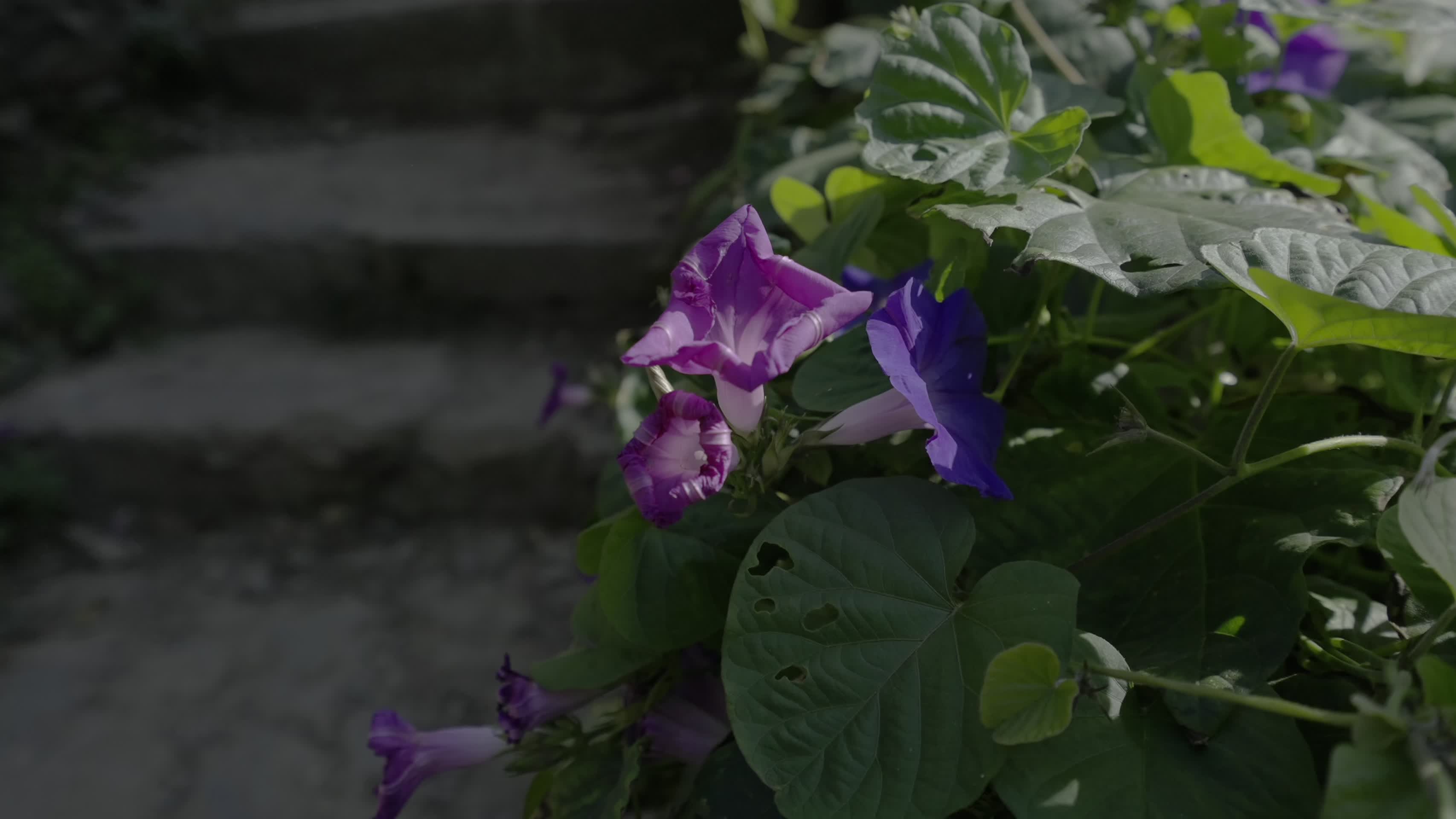 夏日山间路旁野花开放视频的预览图