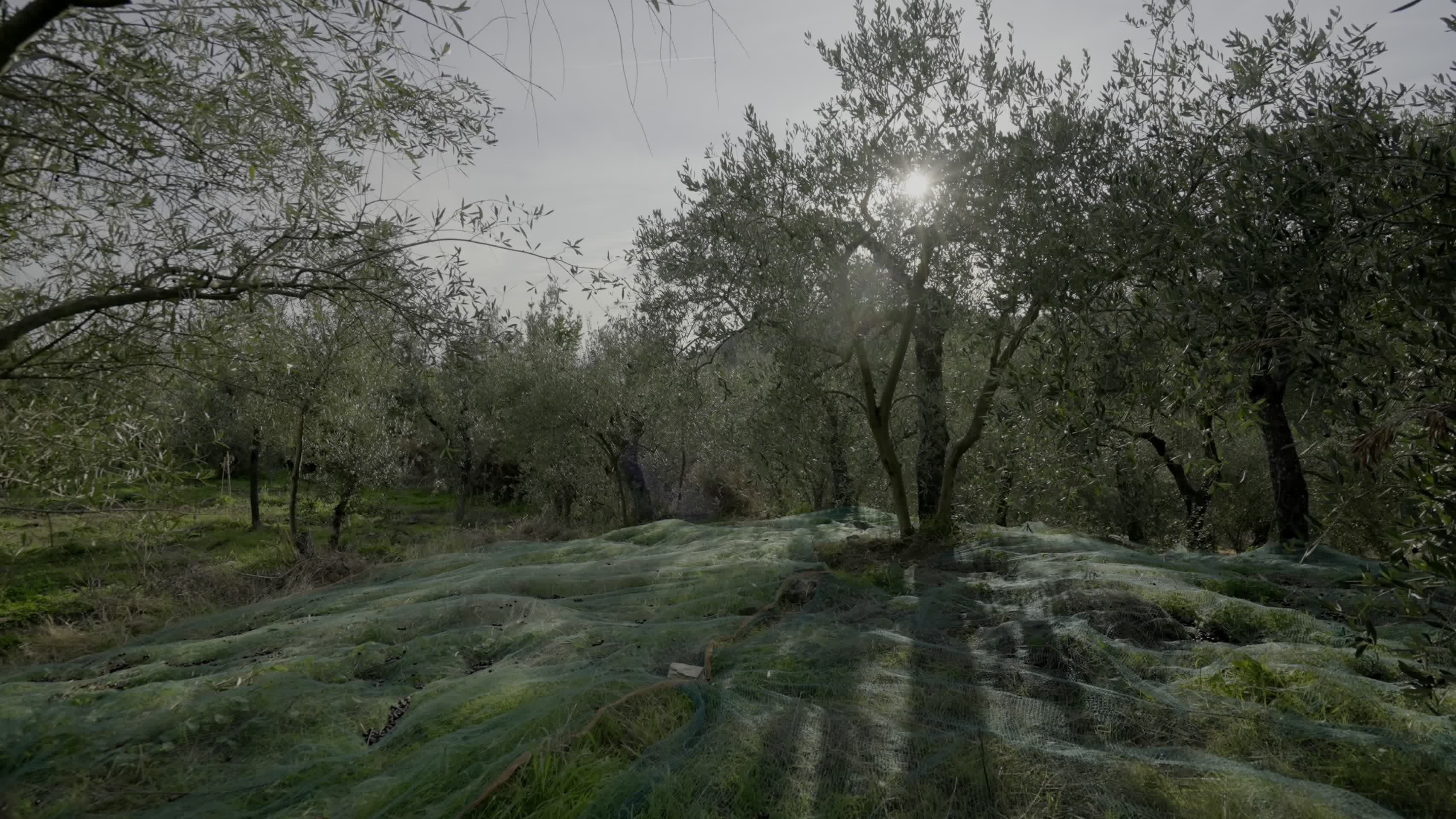 夏日橄榄树园视频的预览图