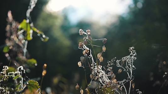 夏日阳光照射森林植物花草视频的预览图