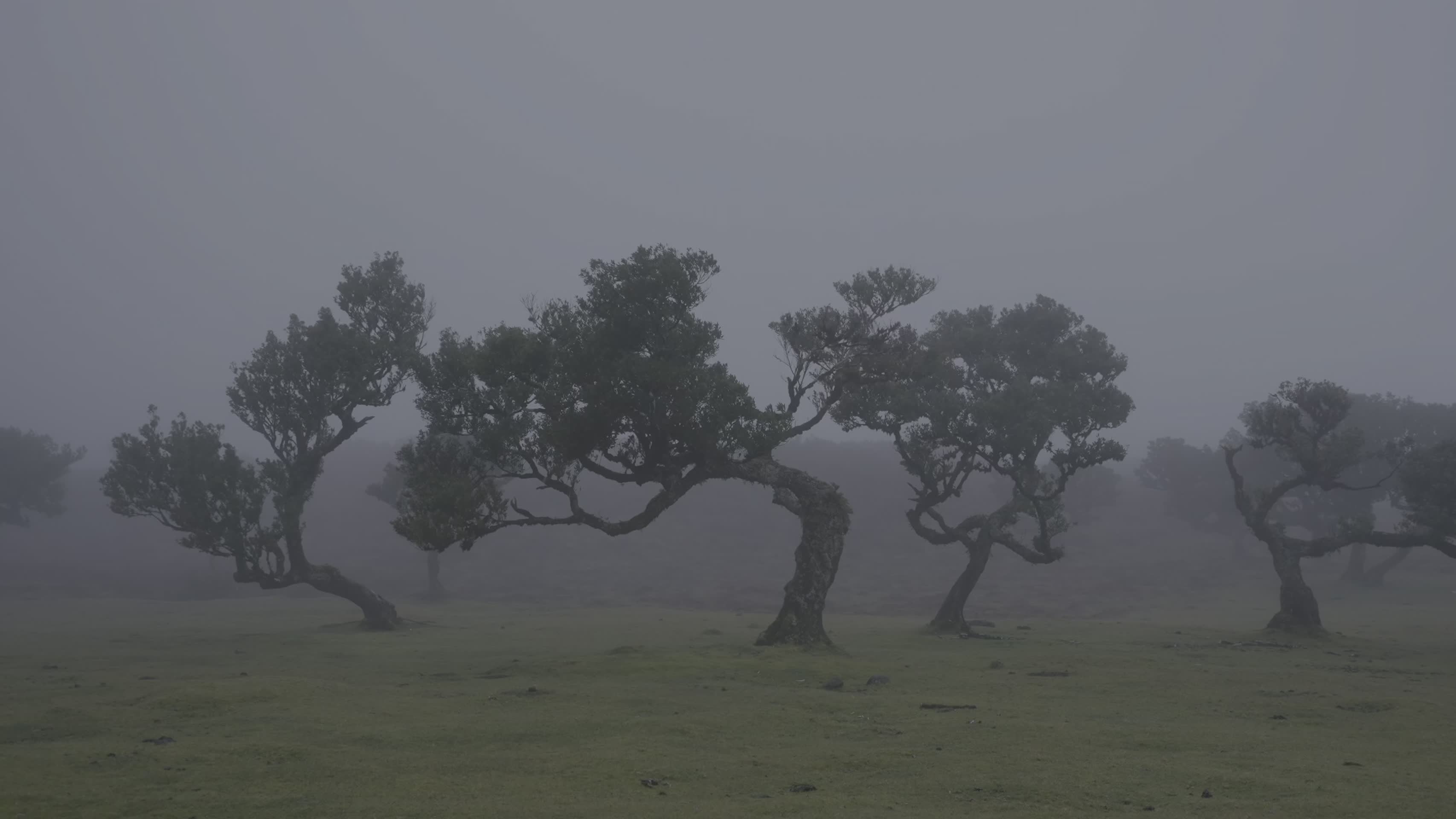 荒野草原清晨水雾扭曲树木视频的预览图