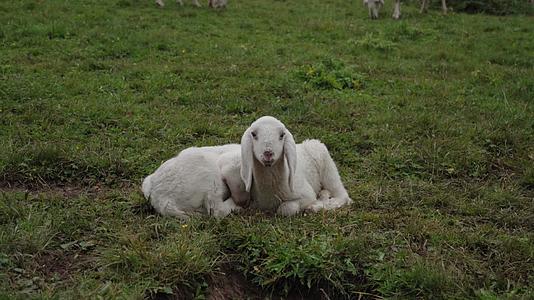 森林牧场放牧羊群吃草视频的预览图