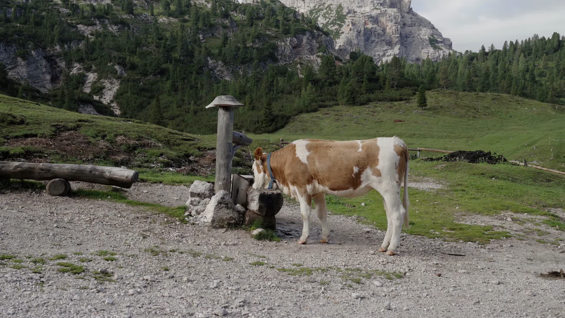 天然草场牧场放牧肉牛奶牛视频的预览图