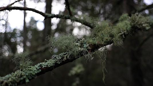 雨季森林树枝苔藓视频的预览图