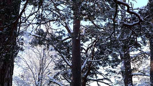 冬季松树林树枝积雪视频的预览图