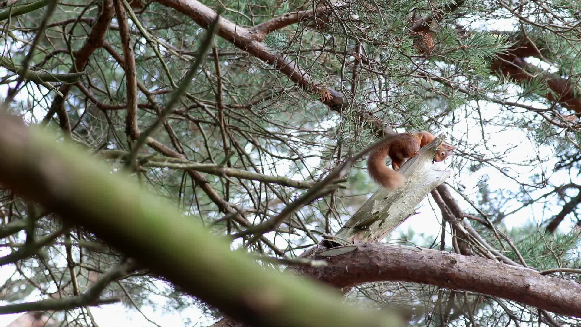 野生松树玩耍觅食合集视频的预览图