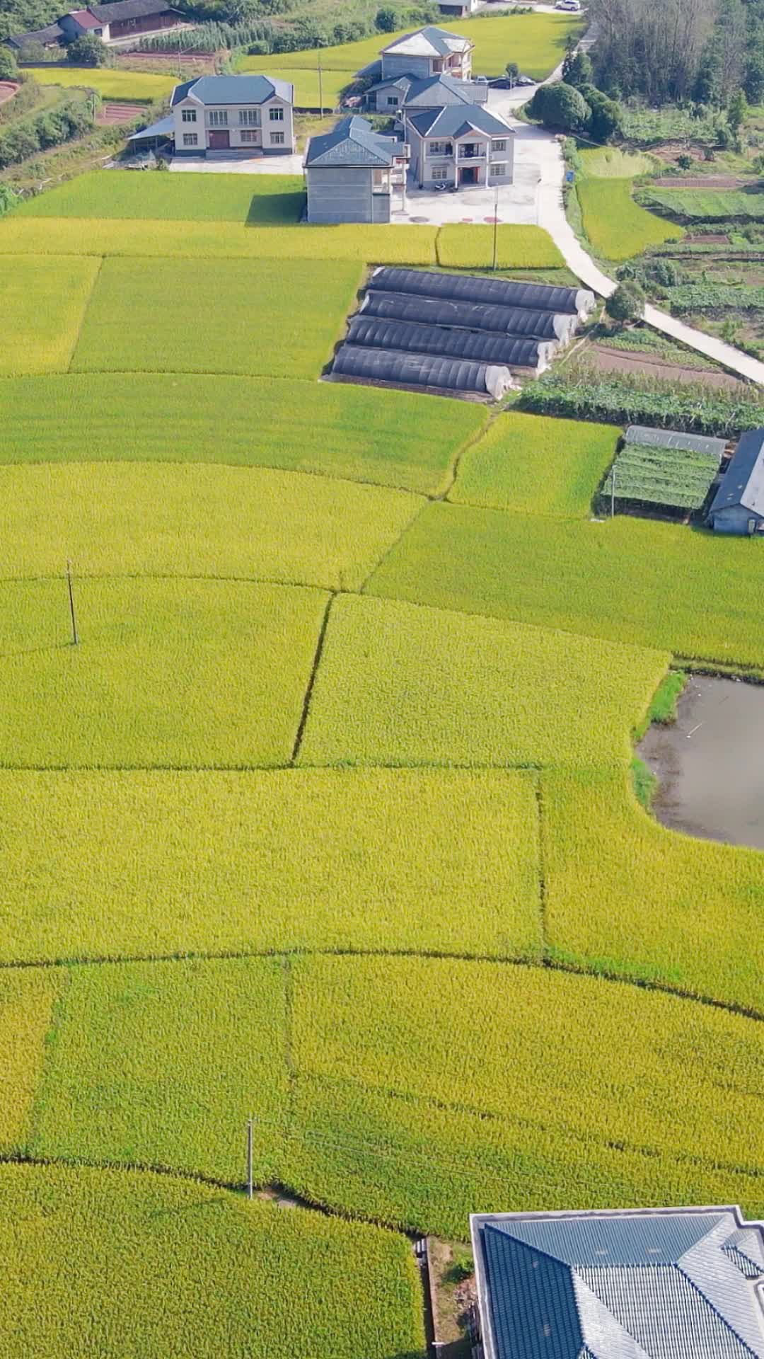 航拍美丽乡村田园农业种植农田金秋稻谷视频的预览图