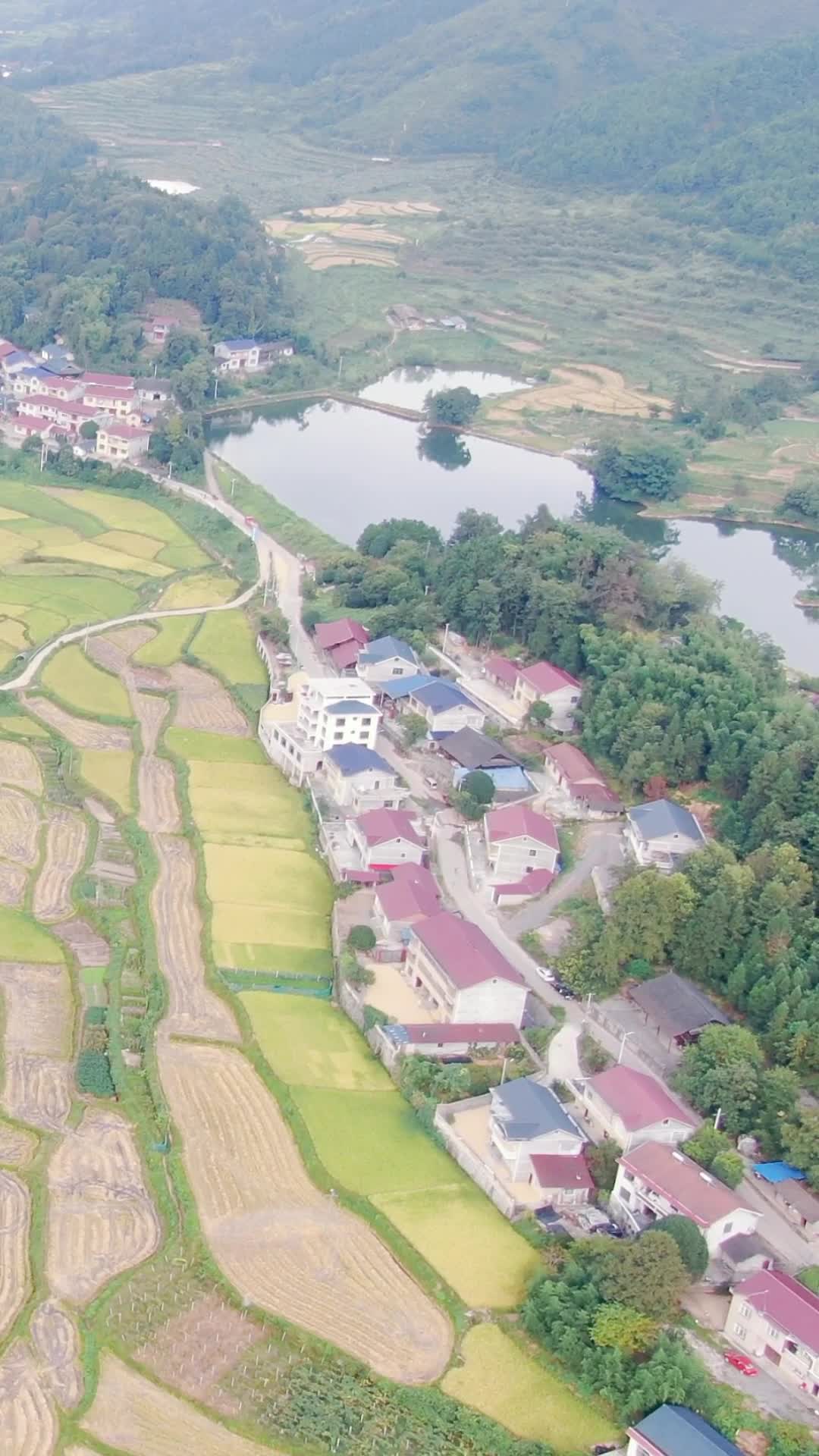 航拍美丽乡村田园农业种植农田金秋稻谷视频的预览图