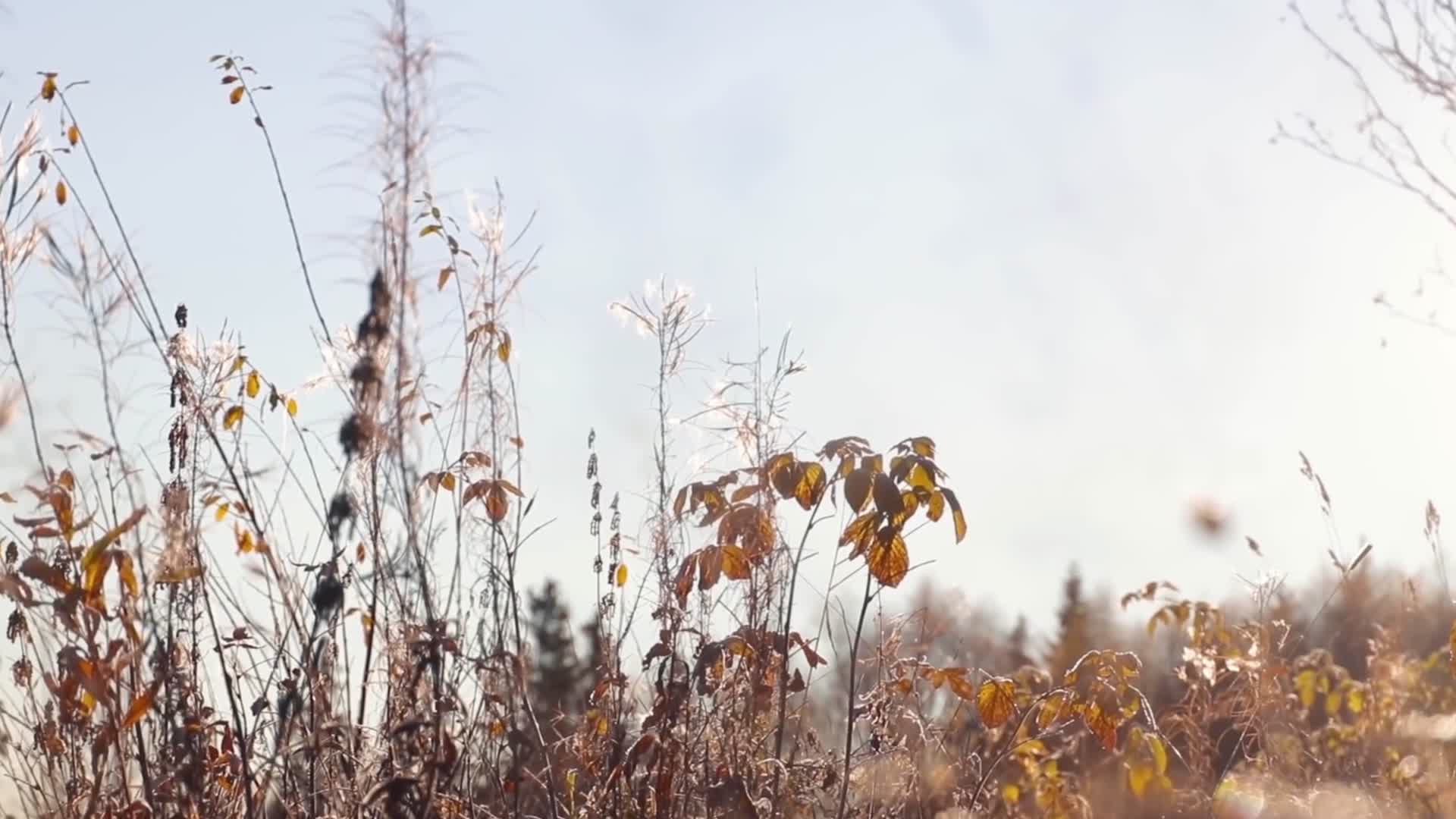 冬季植物冻霜结冰视频的预览图