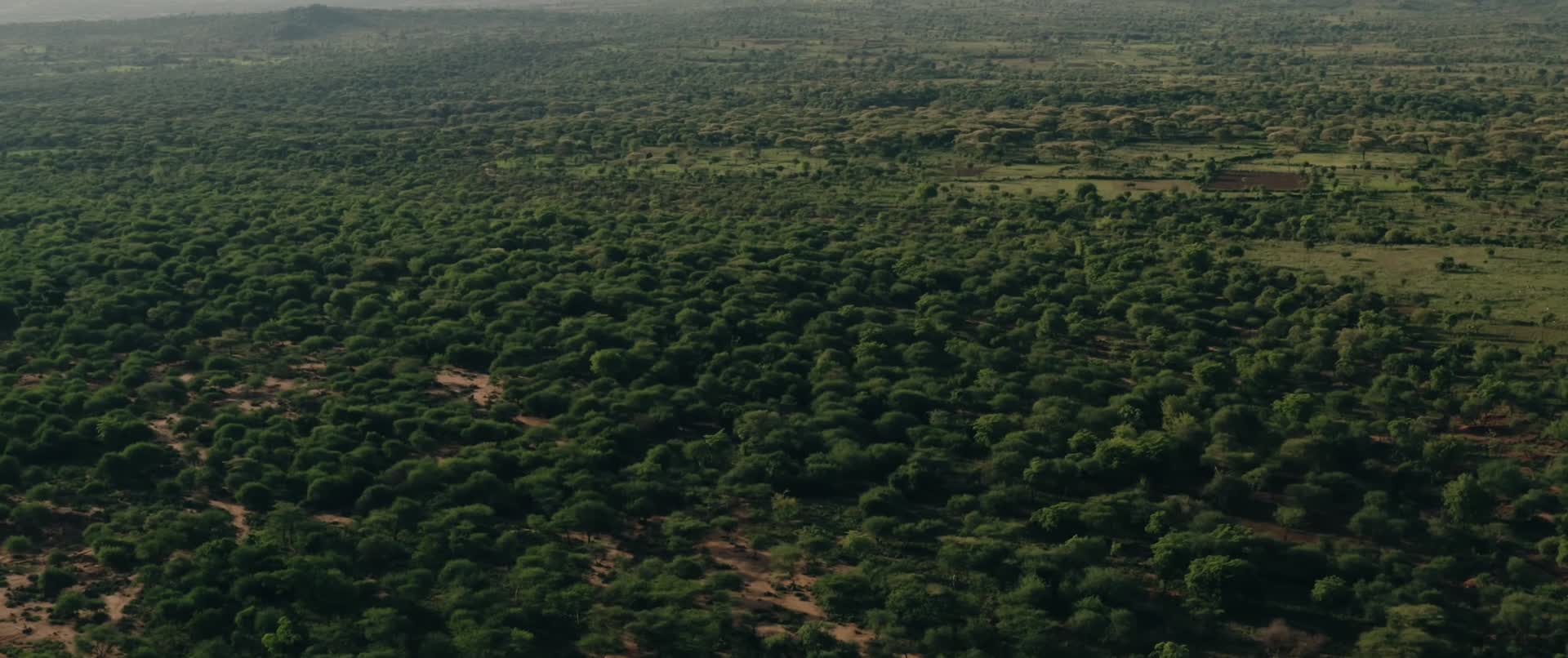 非洲大草原森林河流飞鸟视频的预览图