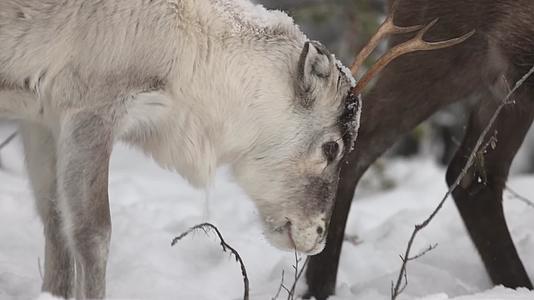 冬季森林中觅食吃草的驯鹿麋鹿视频的预览图