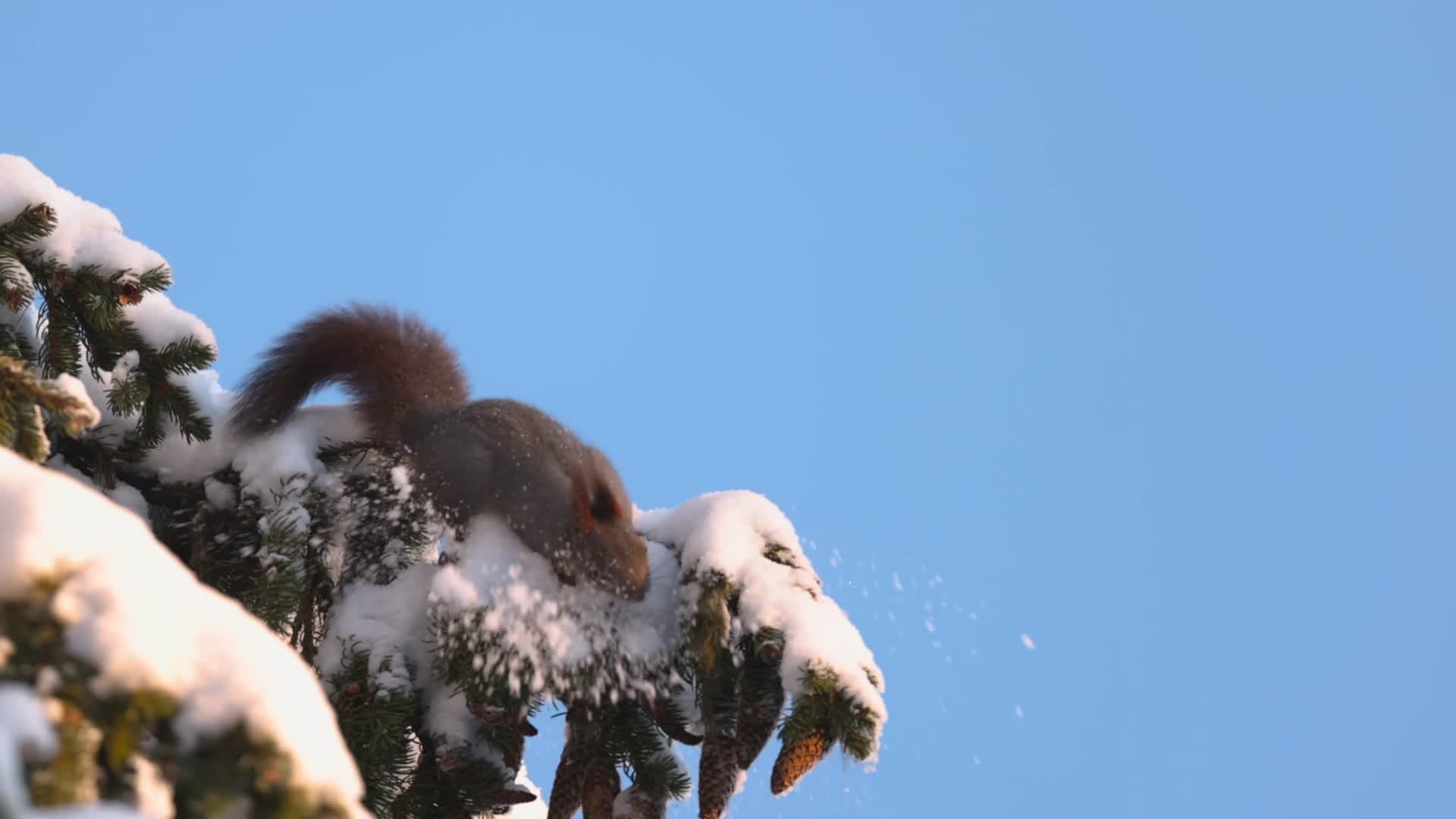 冬季松鼠在松树上觅食吃松果视频的预览图
