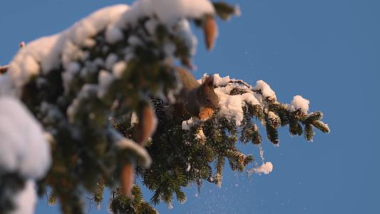 冬季松鼠在松树上觅食吃松果视频的预览图