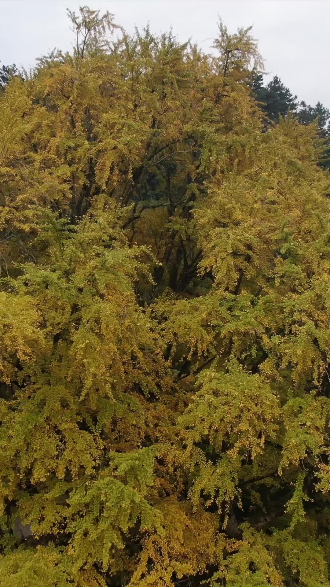 枯黄银杏树竖屏航拍视频的预览图