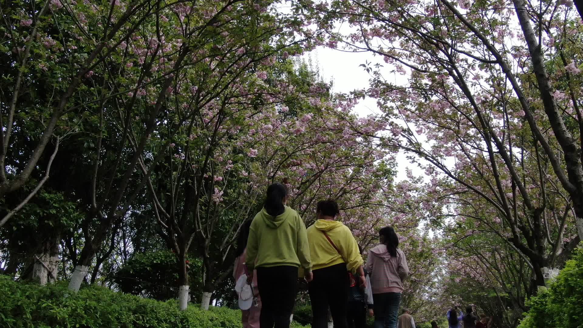 实拍樱花小道行人行走视频的预览图