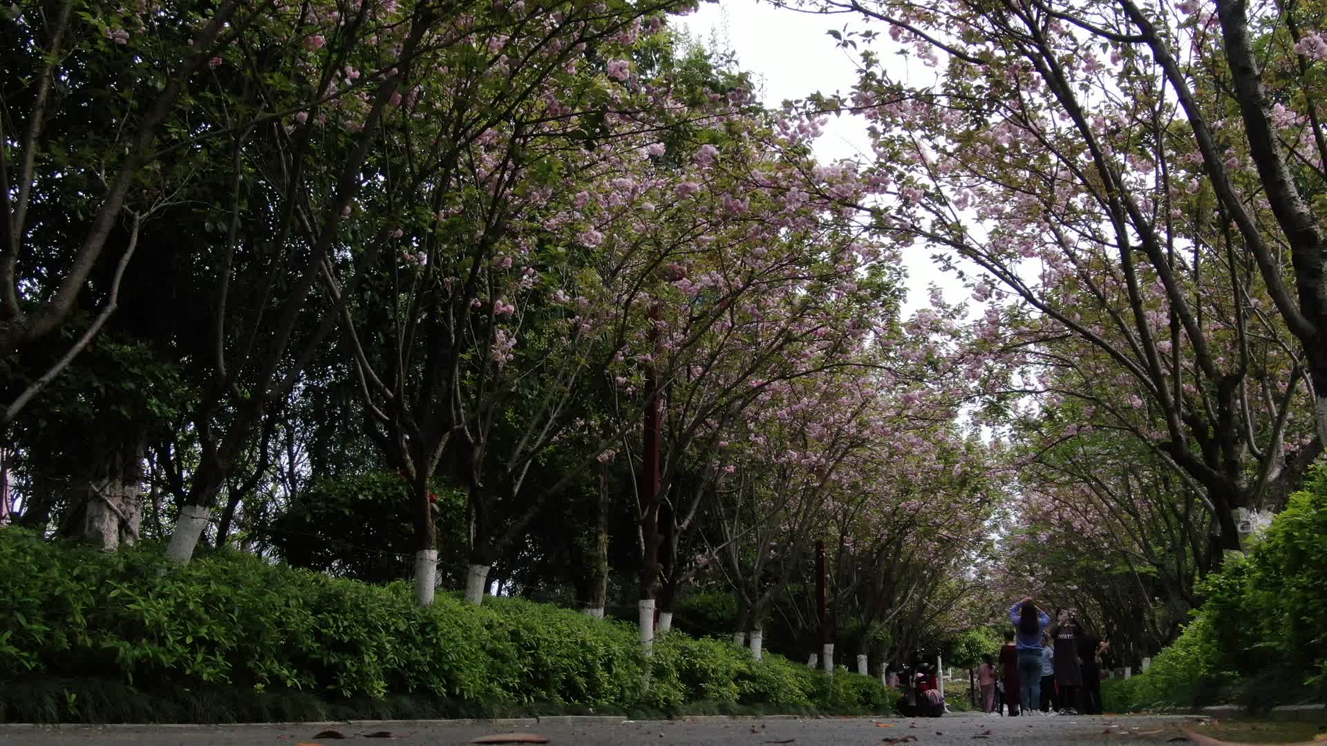 实拍樱花小道行人行走视频的预览图