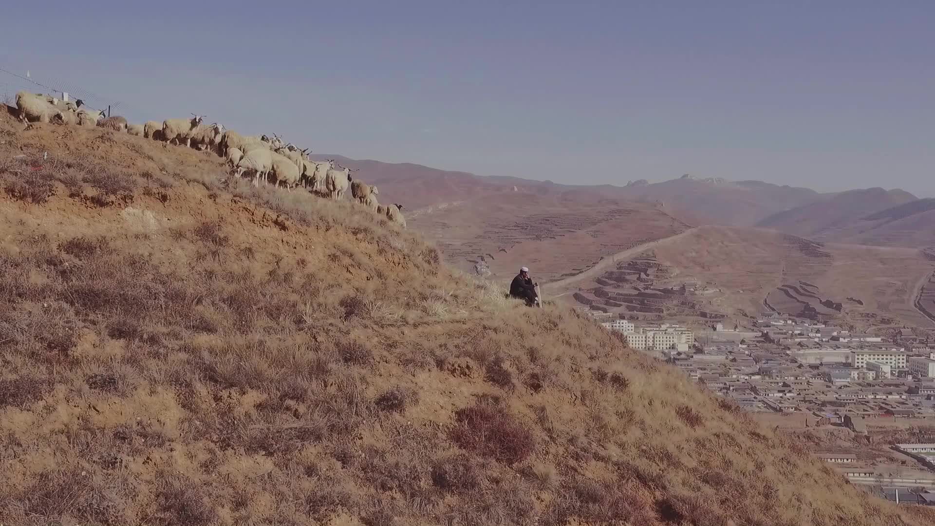 甘肃新城镇牧民牧羊航拍视频的预览图