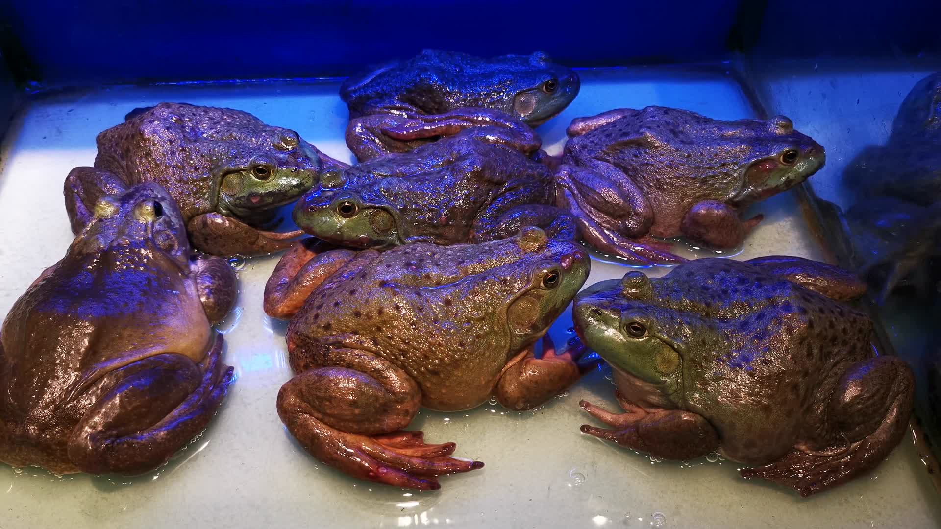 实拍动物青蛙牛蛙视频的预览图