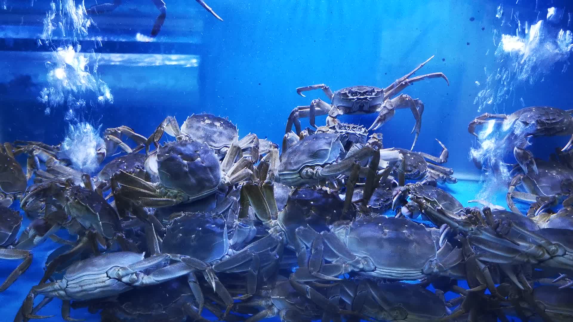 实拍生鲜海鲜帝王蟹大龙虾视频的预览图