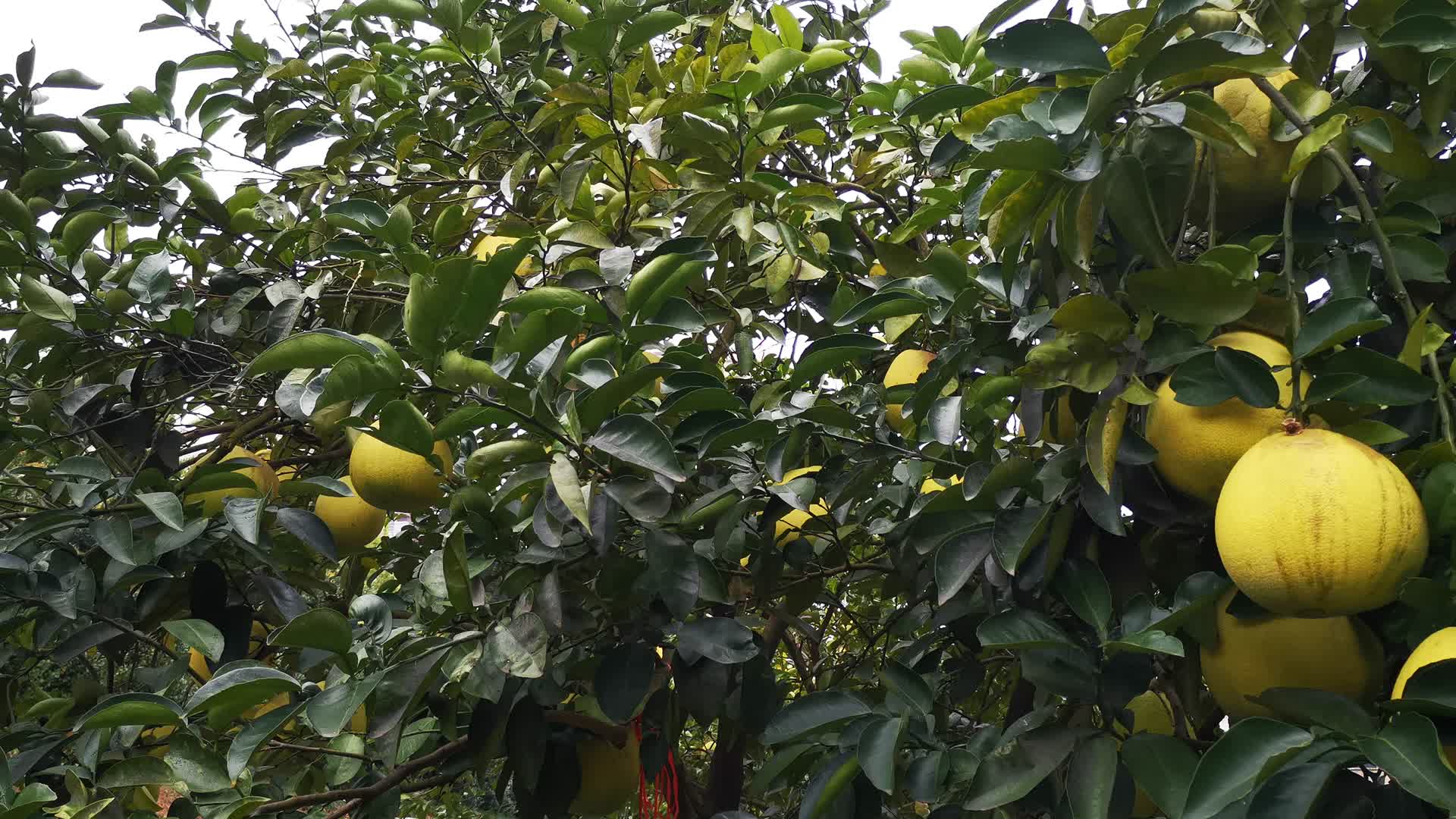 金秋成熟柚子视频的预览图
