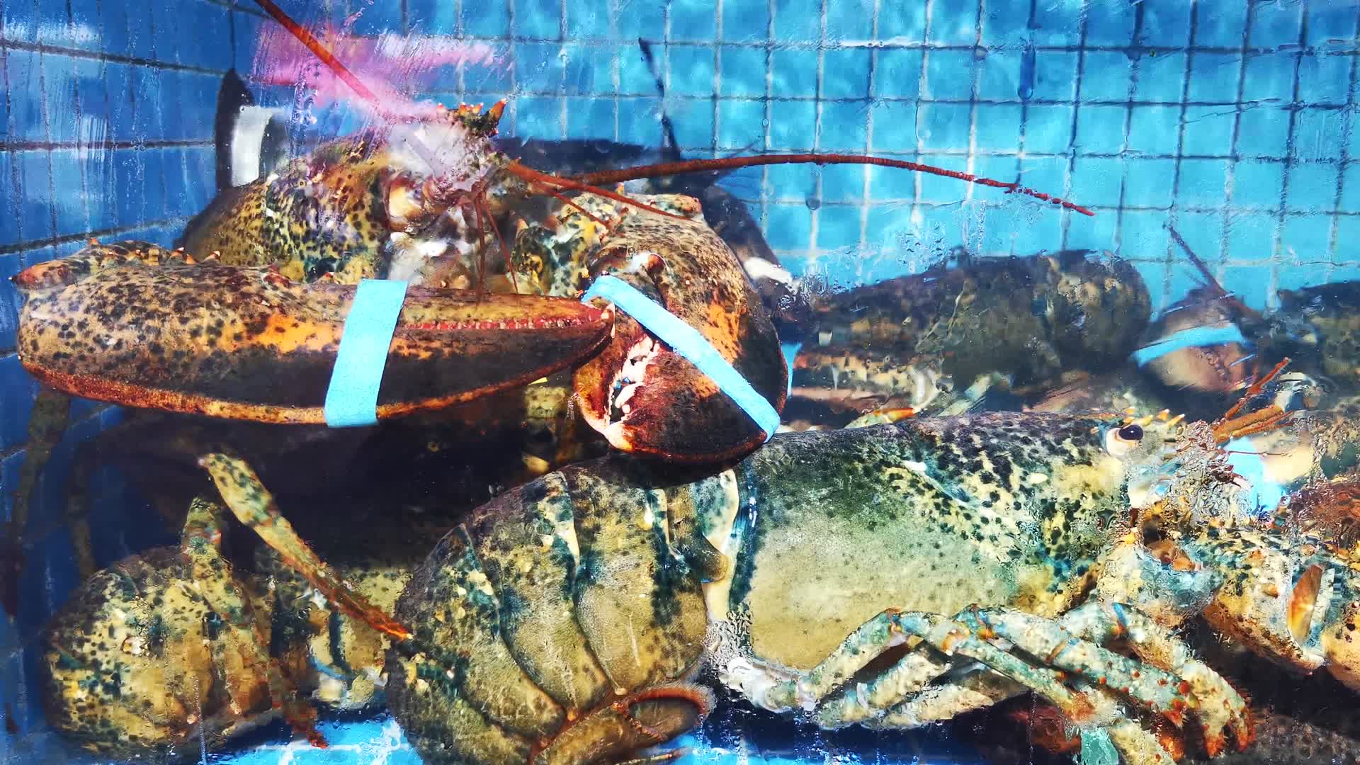 实拍生鲜海鲜帝王蟹大龙虾视频的预览图