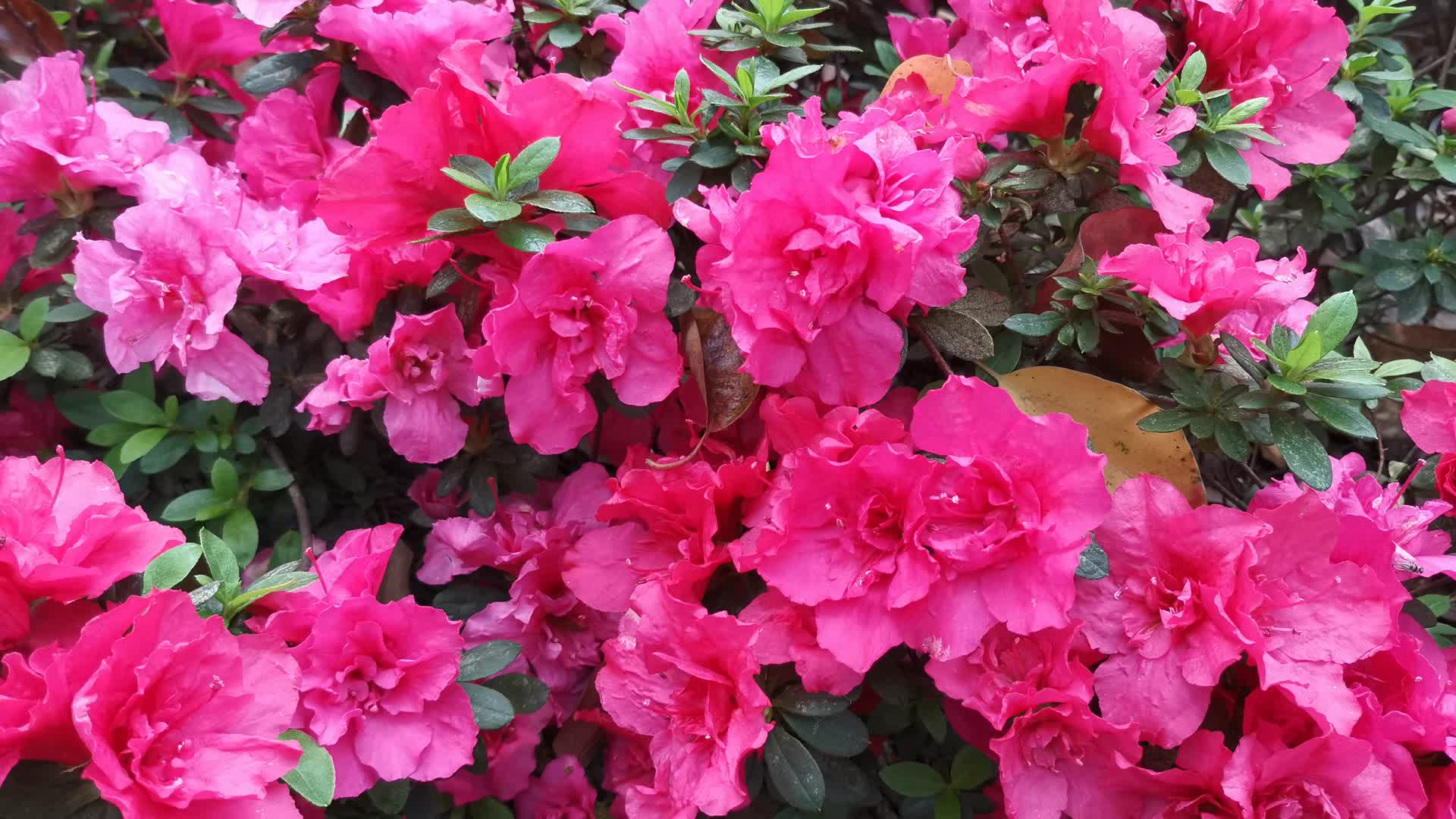 实拍鲜花艳山红植物花朵视频的预览图