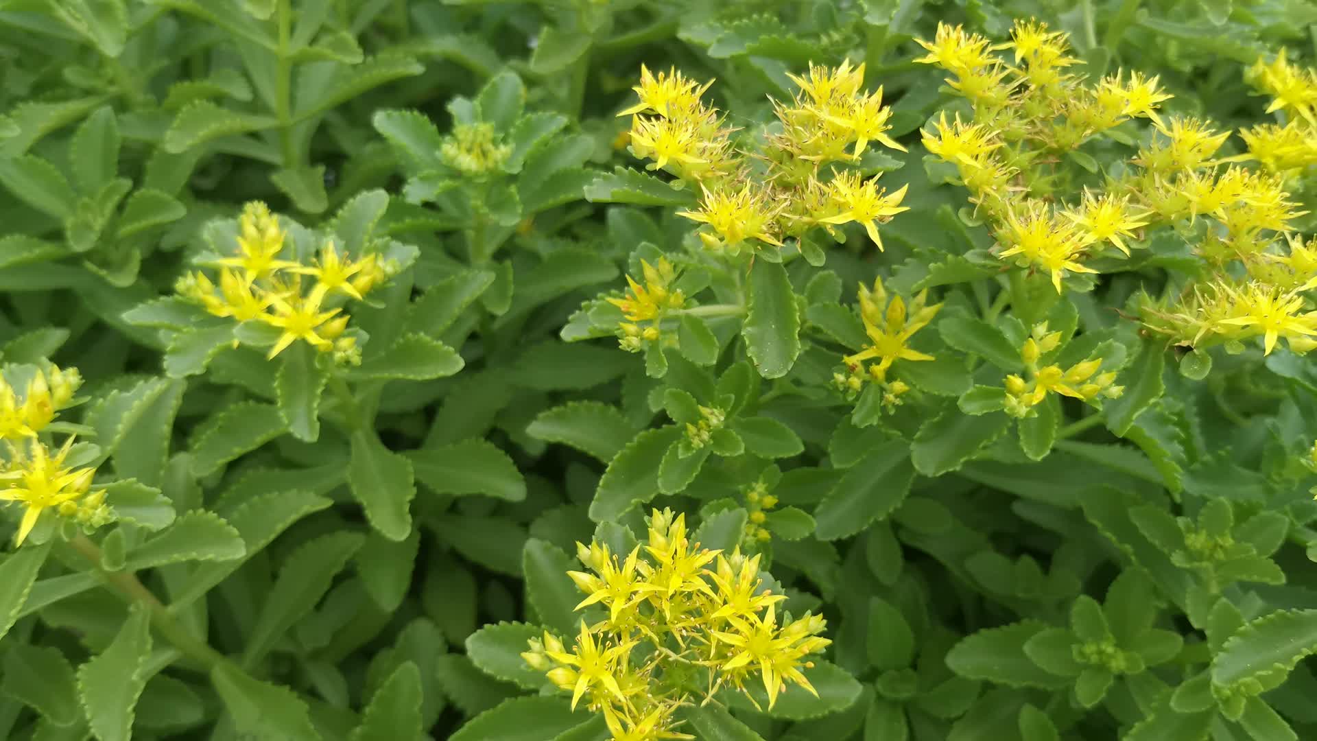 实拍黄色鲜花花朵植物视频的预览图