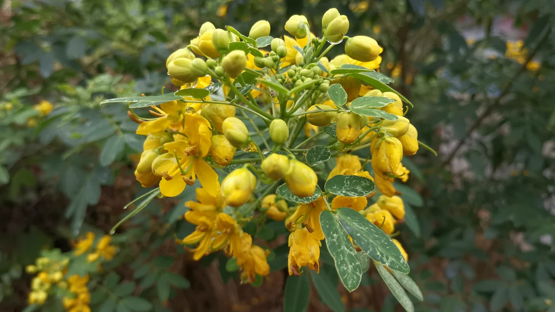 实拍黄色鲜花花朵植物视频的预览图