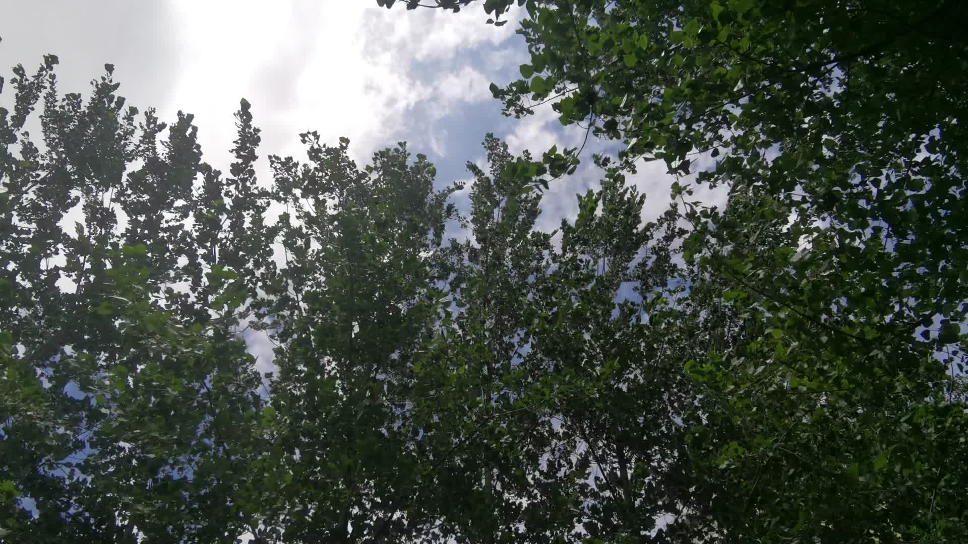 实拍蓝天枫叶白杨树植物视频的预览图