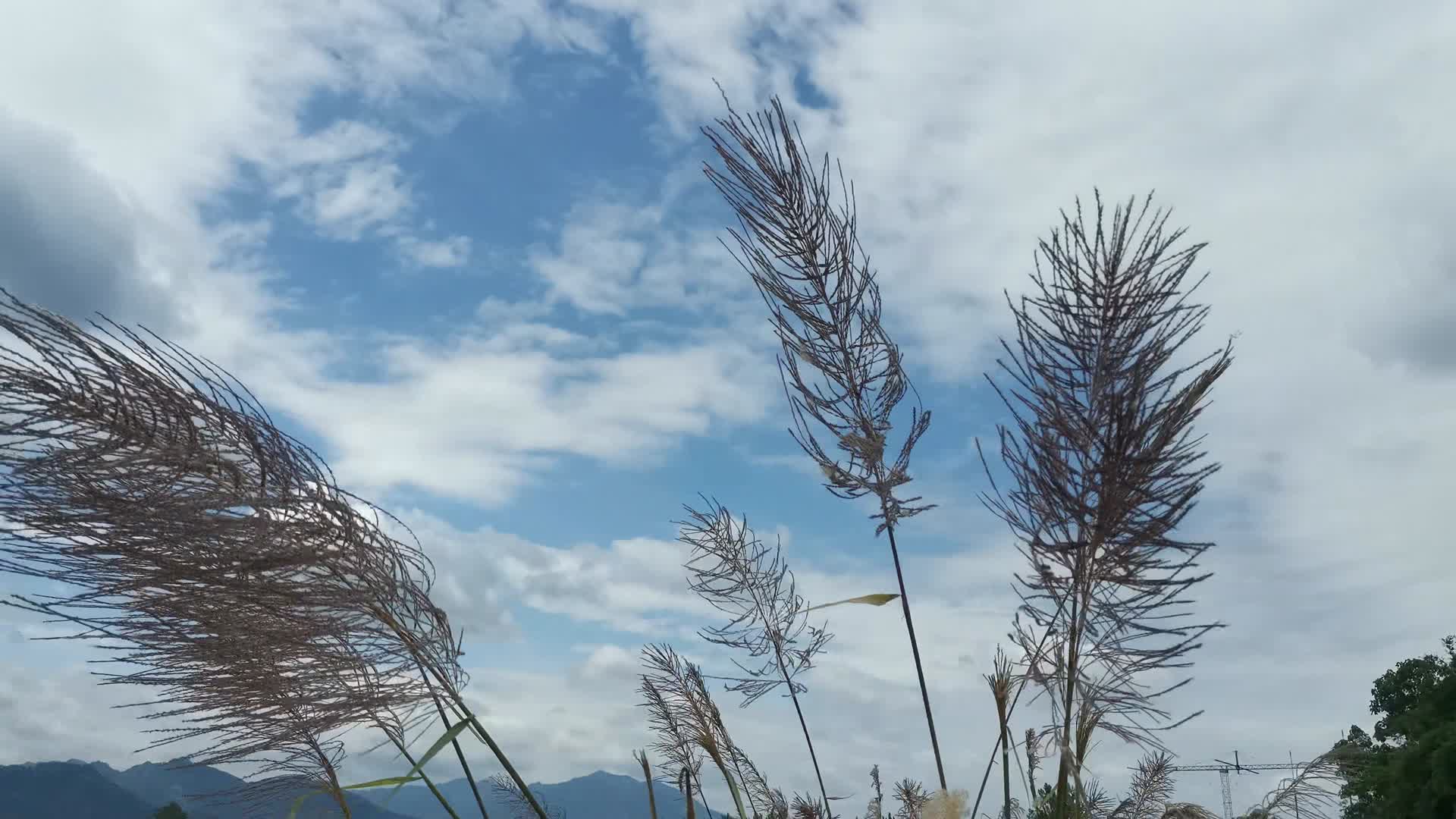 实拍风中摇曳芦苇野草植物视频的预览图