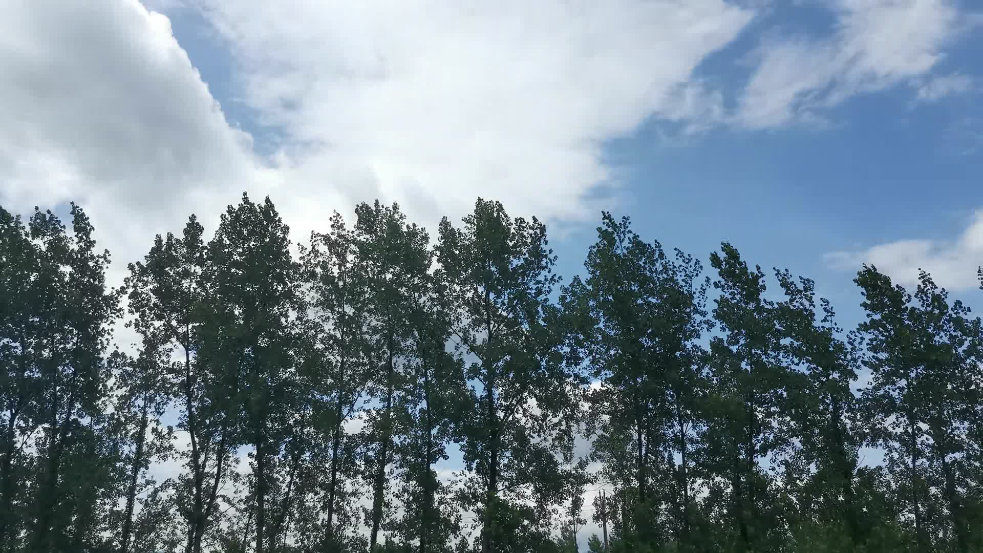 实拍蓝天枫叶白杨树植物视频的预览图