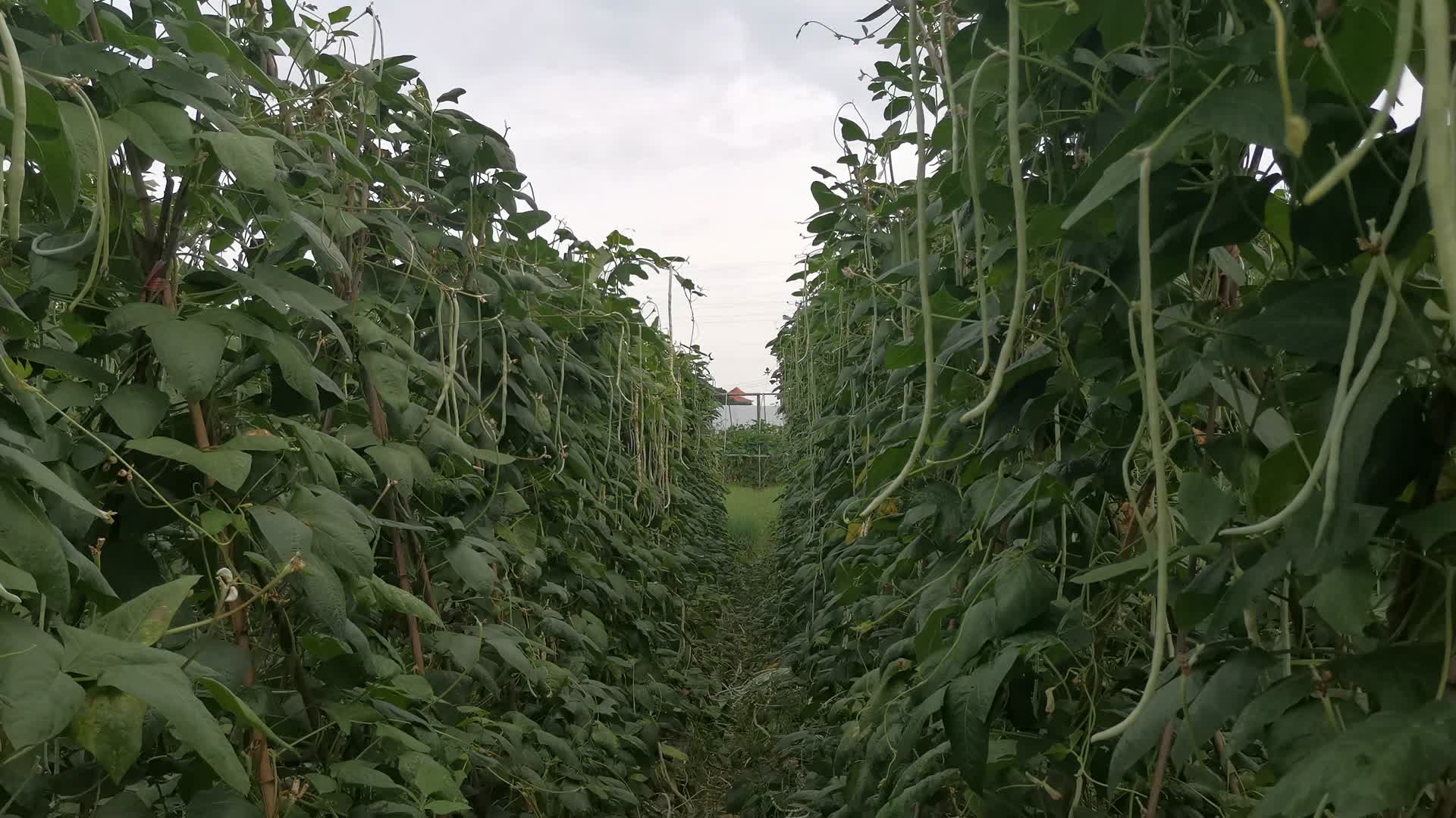 实拍农业种植绿色有机蔬菜视频的预览图