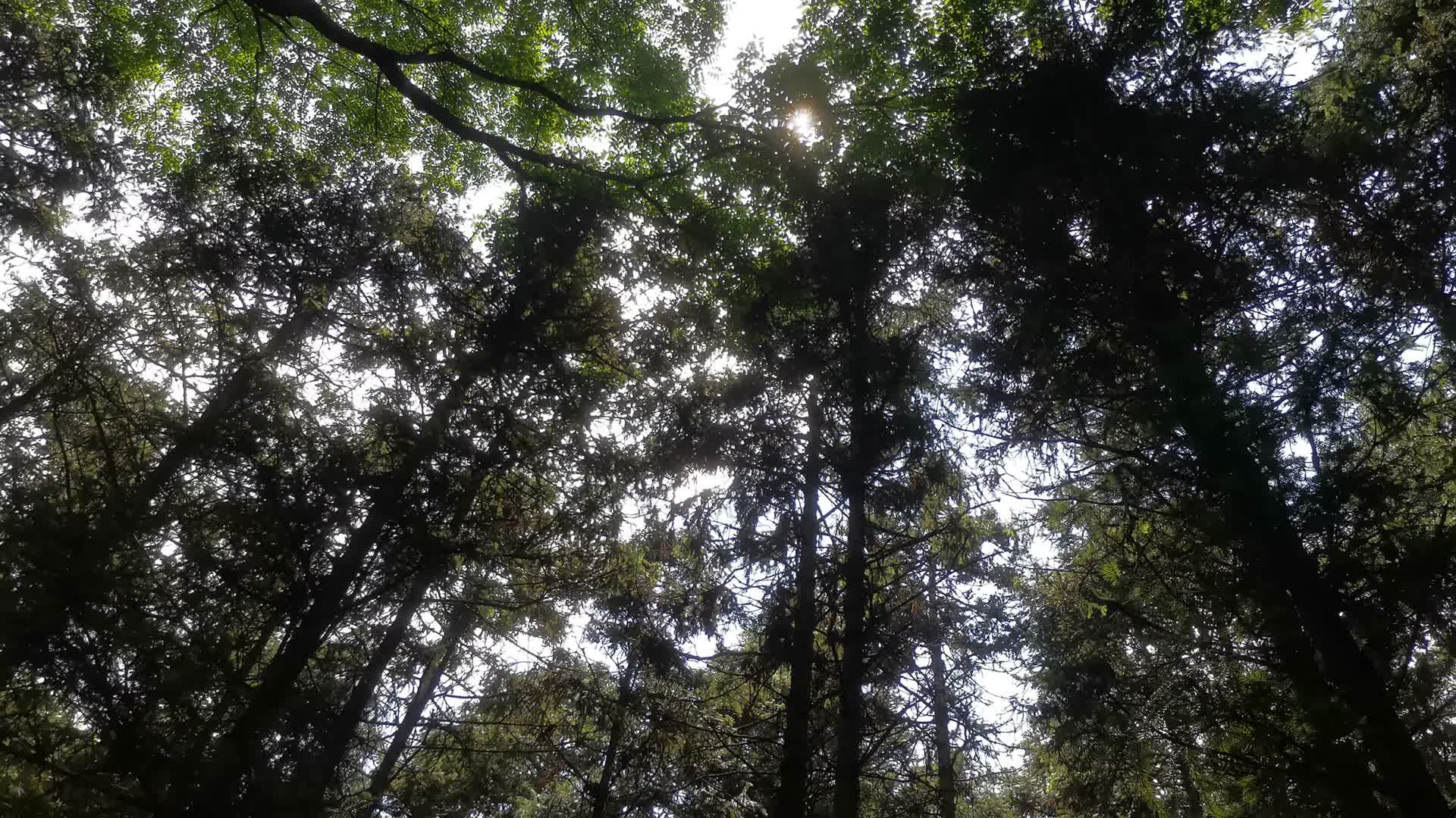 参天大树绿色植物森林视频的预览图