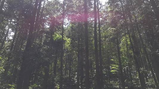 参天大树绿色植物森林视频的预览图