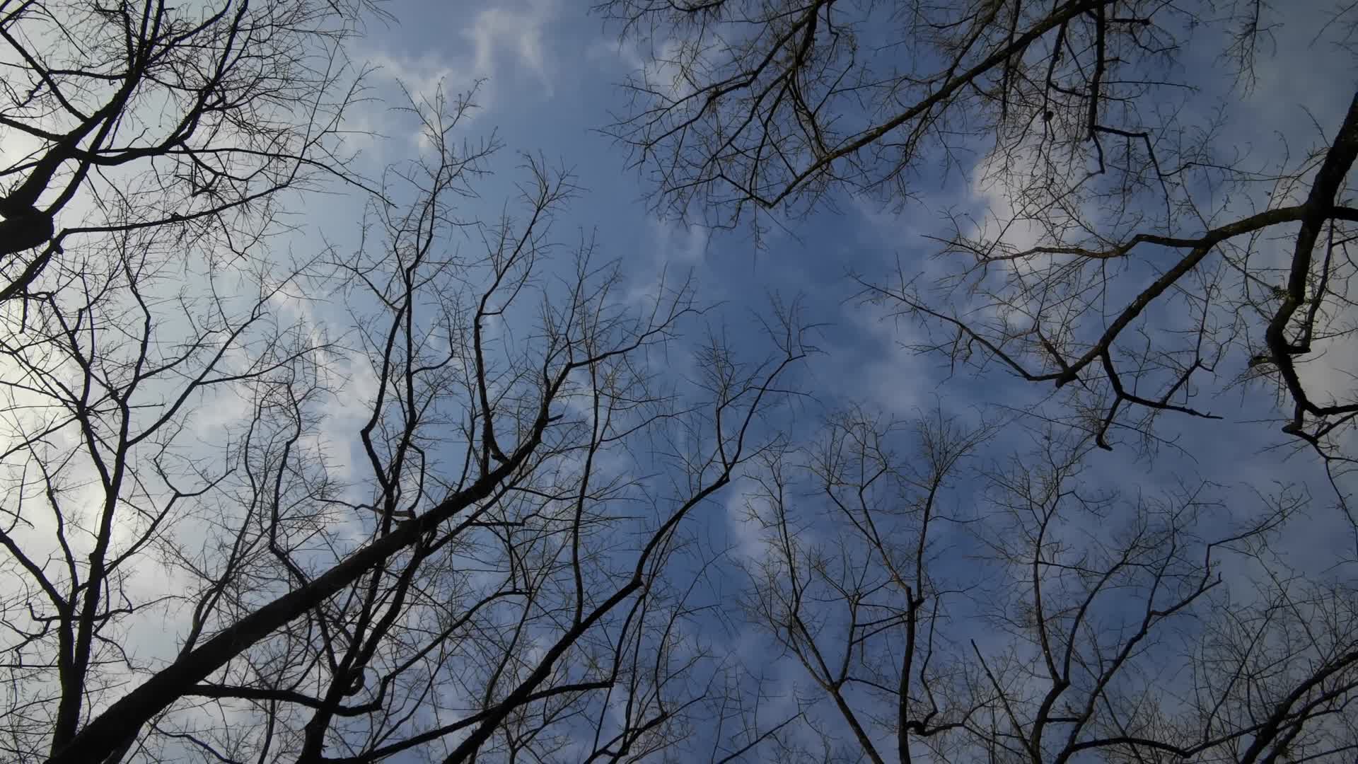 实拍冬日枯萎树枝树叶视频的预览图