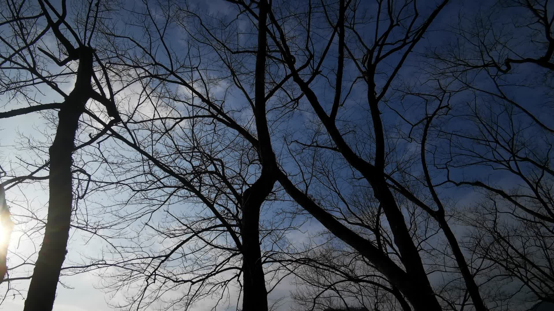 实拍冬日枯萎树枝树叶视频的预览图