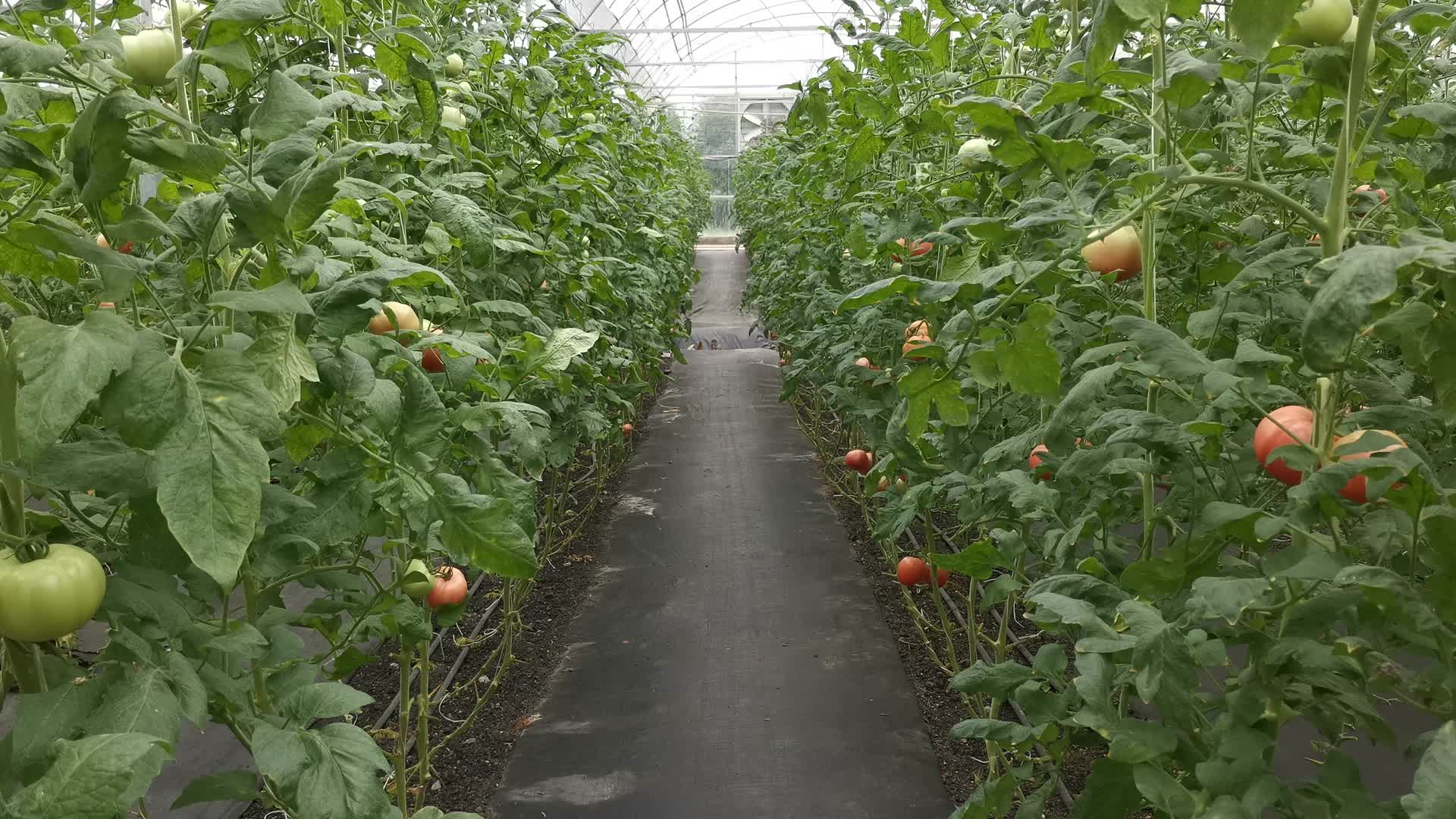 实拍大棚有机蔬菜视频的预览图
